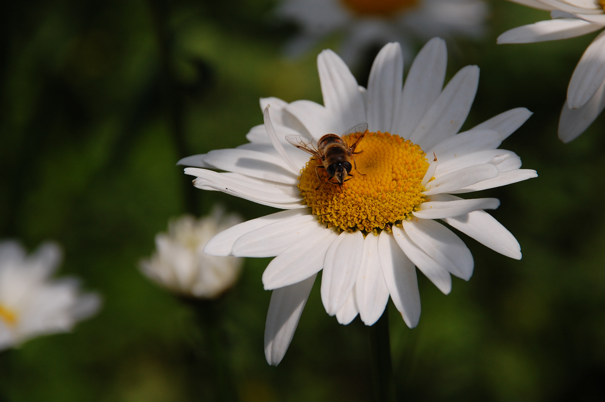 Nikon D40 + Sigma 18-200mm F3.5-6.3 DC sample photo. Bee on a daisy photography