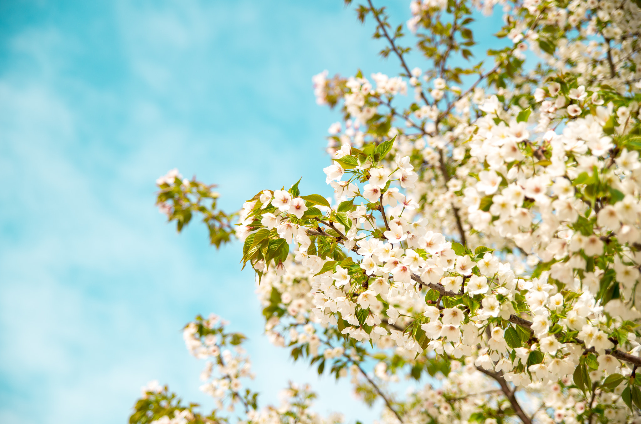Pentax K-30 sample photo. Sky and flower photography