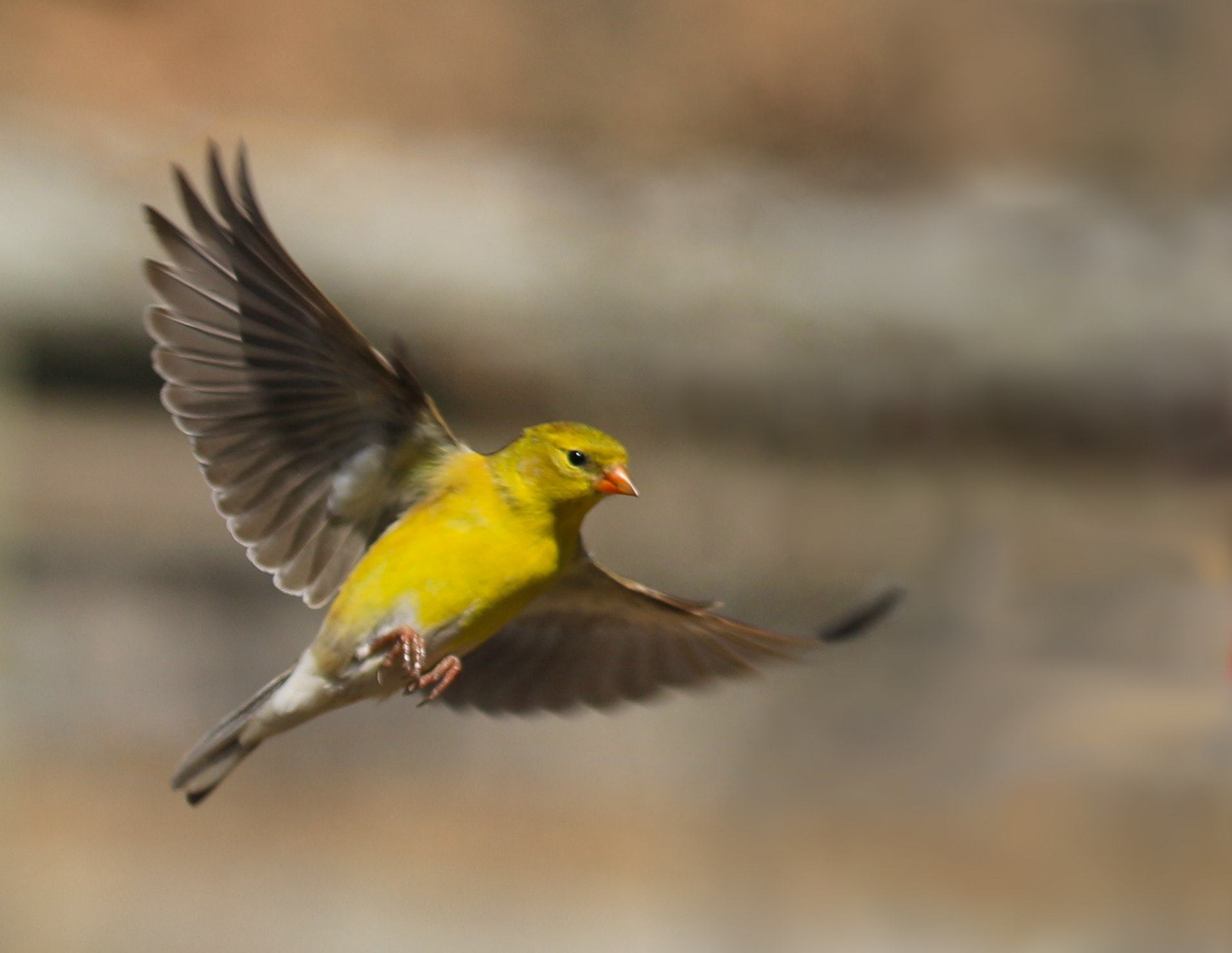 Canon EF 100-400mm F4.5-5.6L IS II USM sample photo. Finch in flight photography