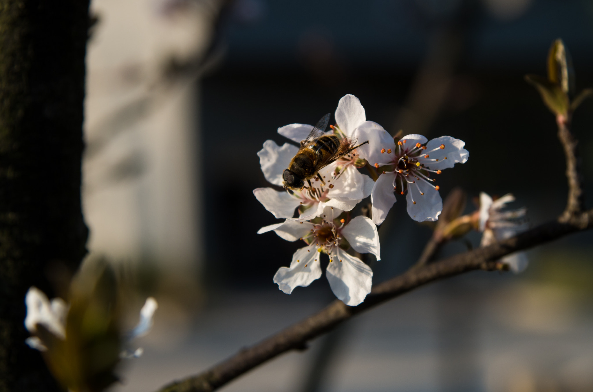 Pentax K-30 sample photo. Bee in spring photography