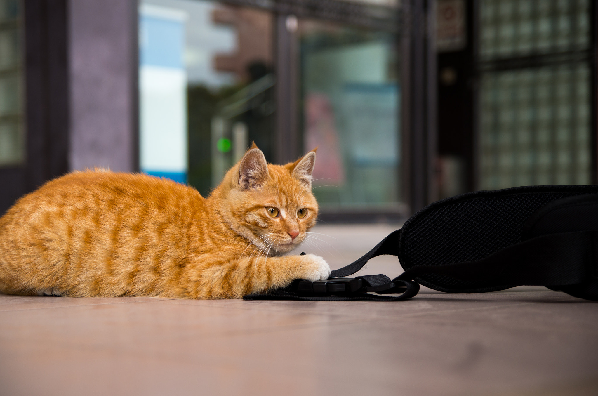 Pentax K-30 sample photo. Cat in library photography