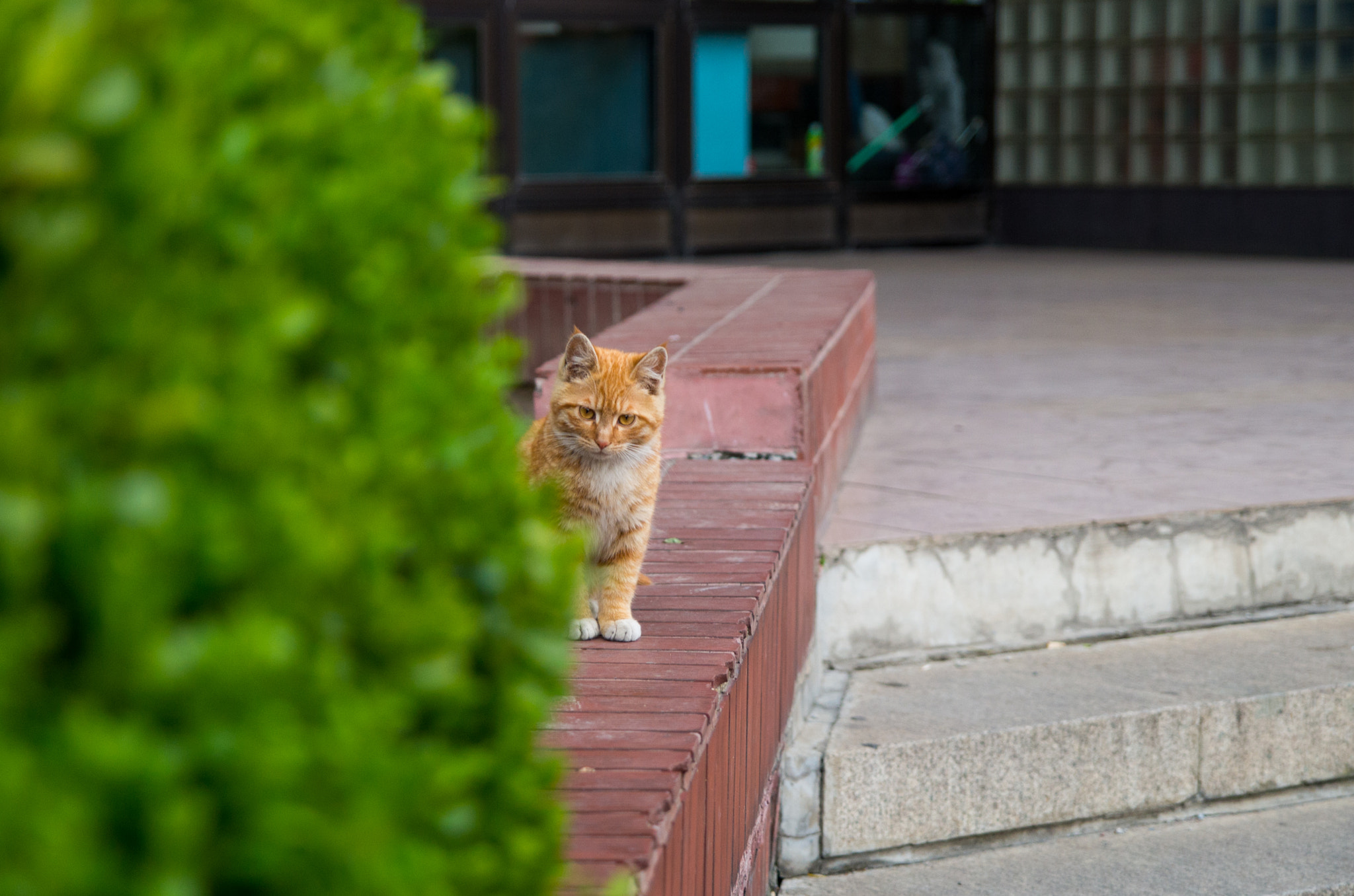 Pentax K-30 sample photo. Shy cat photography