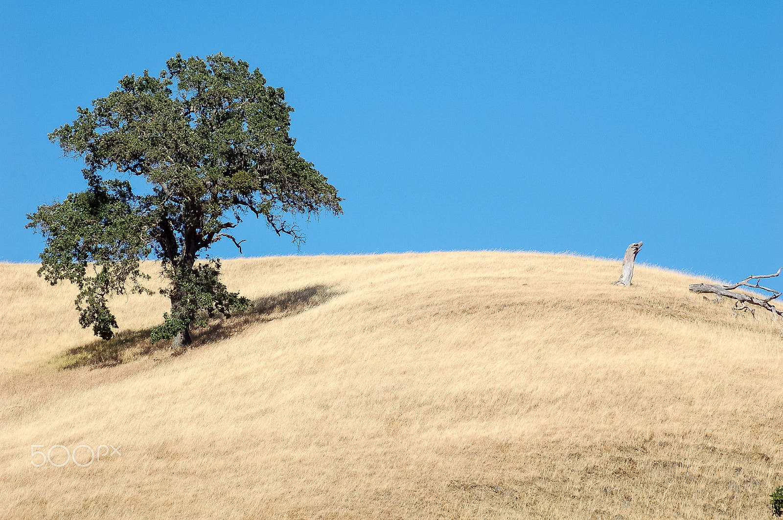 Nikon D50 sample photo. Tale of a tree on a hill photography