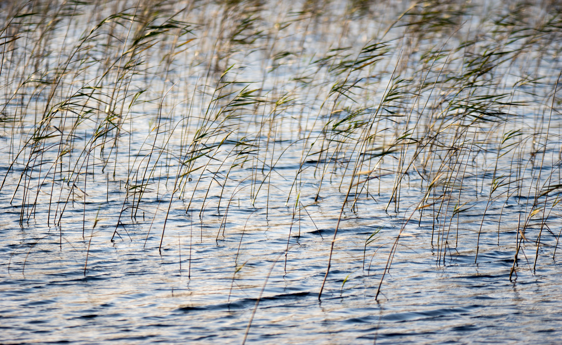 Sony ILCA-77M2 + Minolta/Sony AF 70-200mm F2.8 G sample photo. File photography