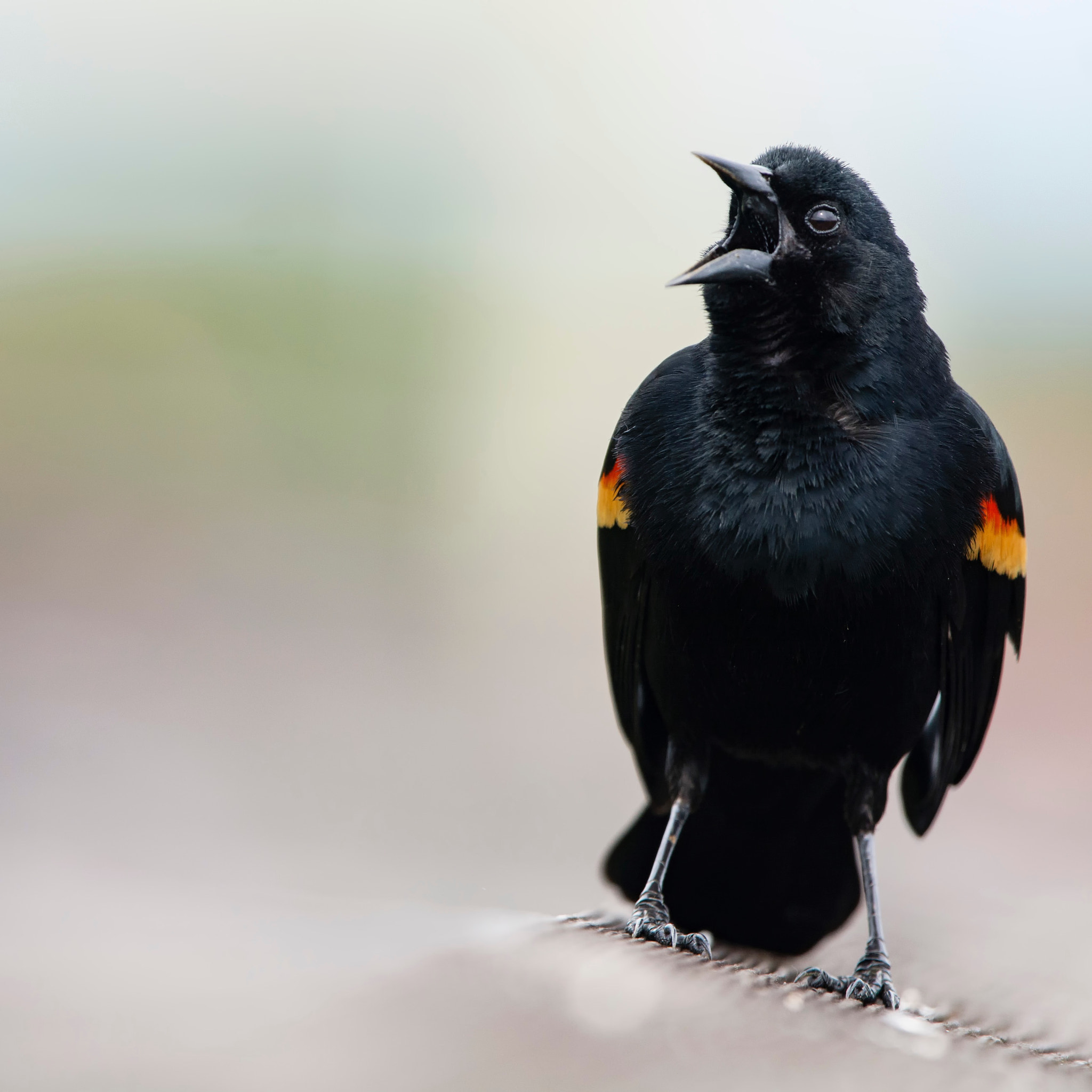 Nikon Nikkor AF-S 300mm F4E PF ED VR sample photo. Red-winged blackbird 2016 miami photography