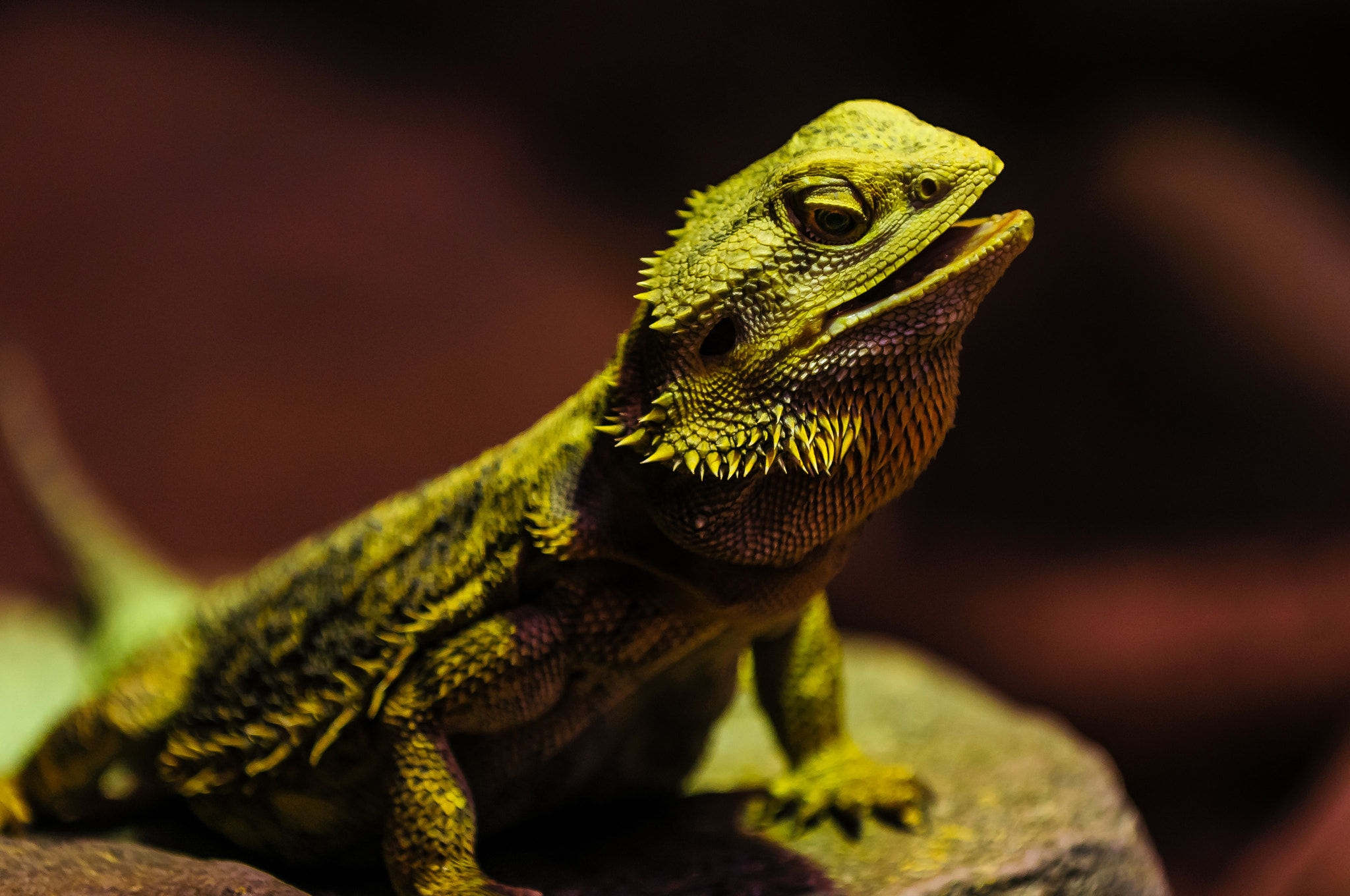 Nikon D300S sample photo. Bearded dragon lizard national aquarium photography