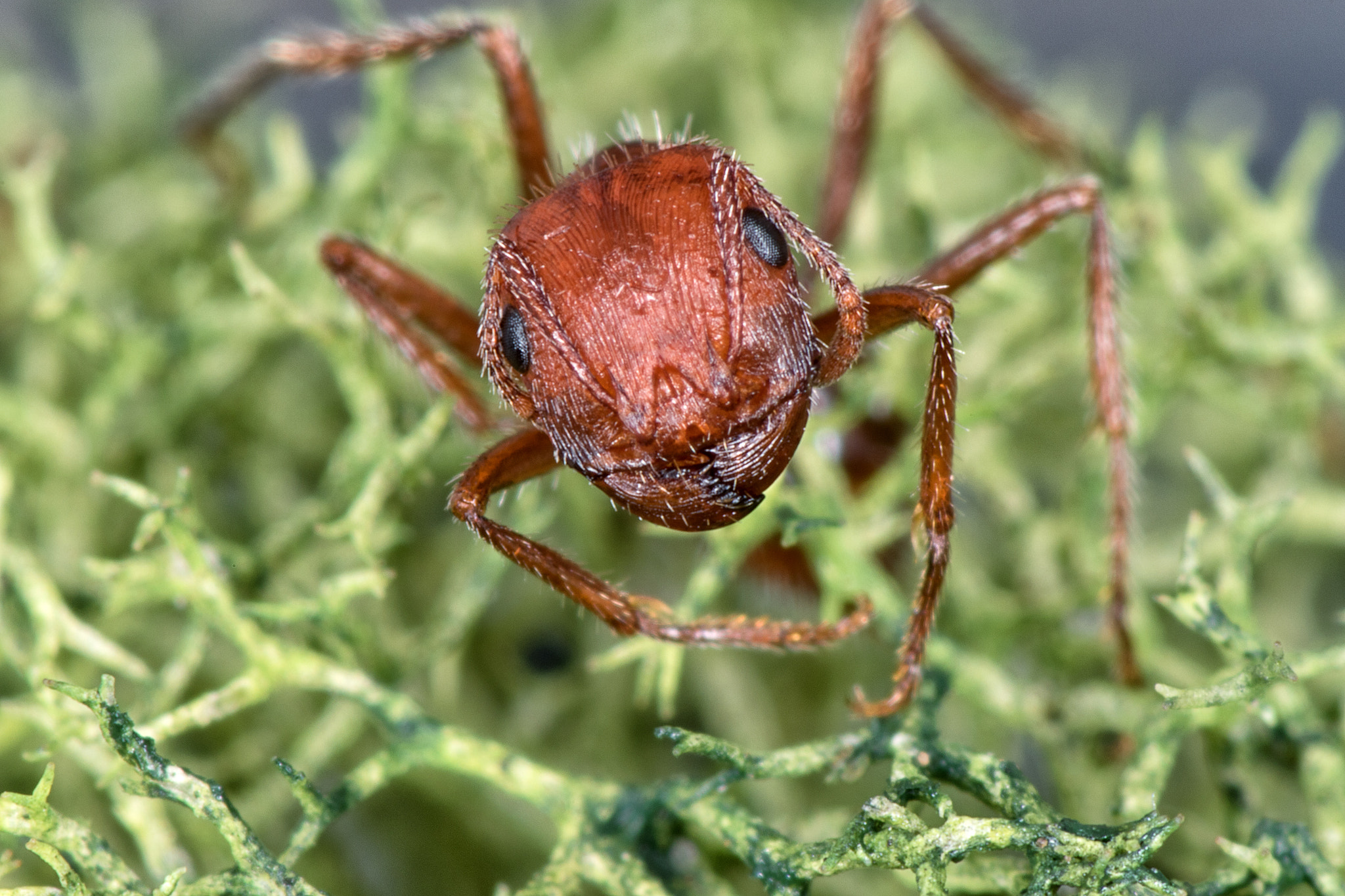 Canon EOS 7D Mark II + Tamron SP AF 90mm F2.8 Di Macro sample photo. Ant photography