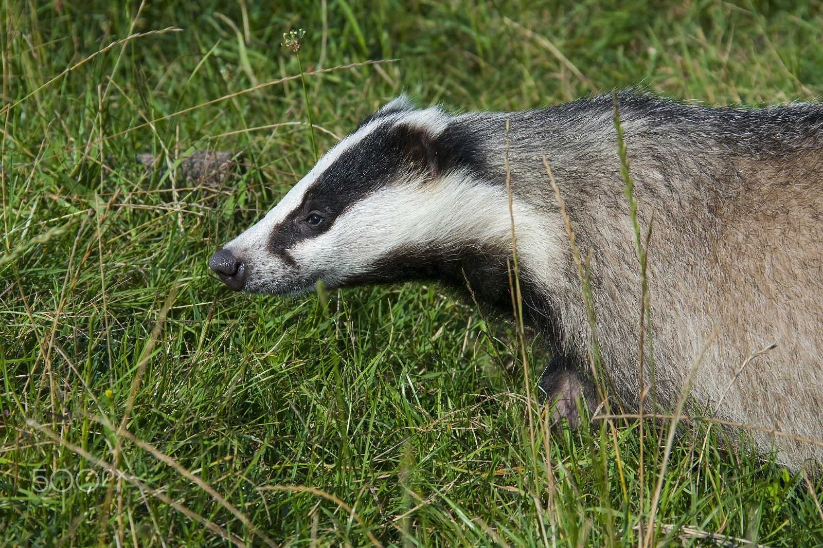 Canon EOS 40D sample photo. European badger photography