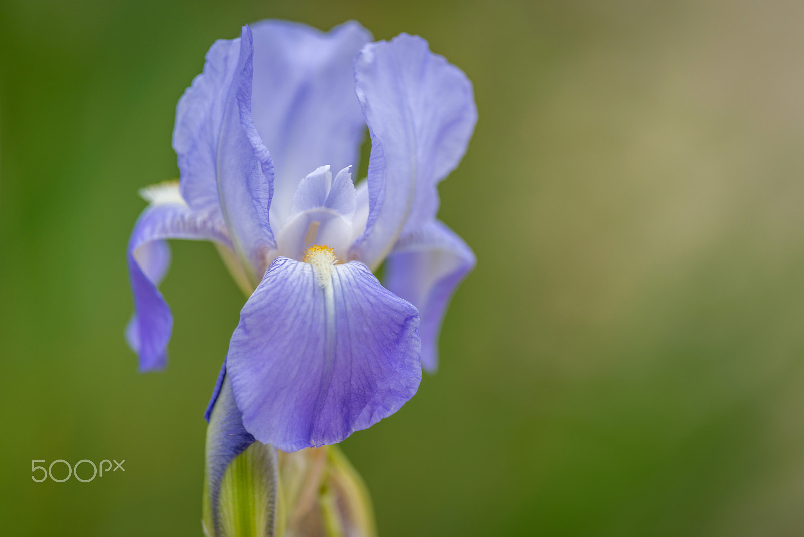 Nikon D800E sample photo. Baby blues photography