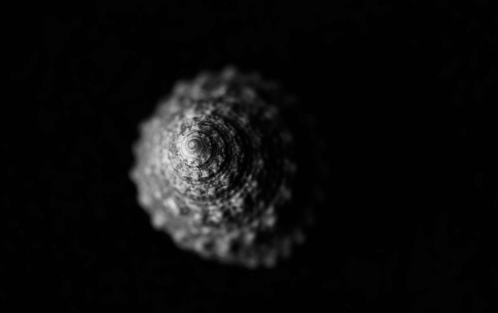 Canon EOS 70D + Tamron SP AF 60mm F2 Di II LD IF Macro sample photo. Shell 4 photography