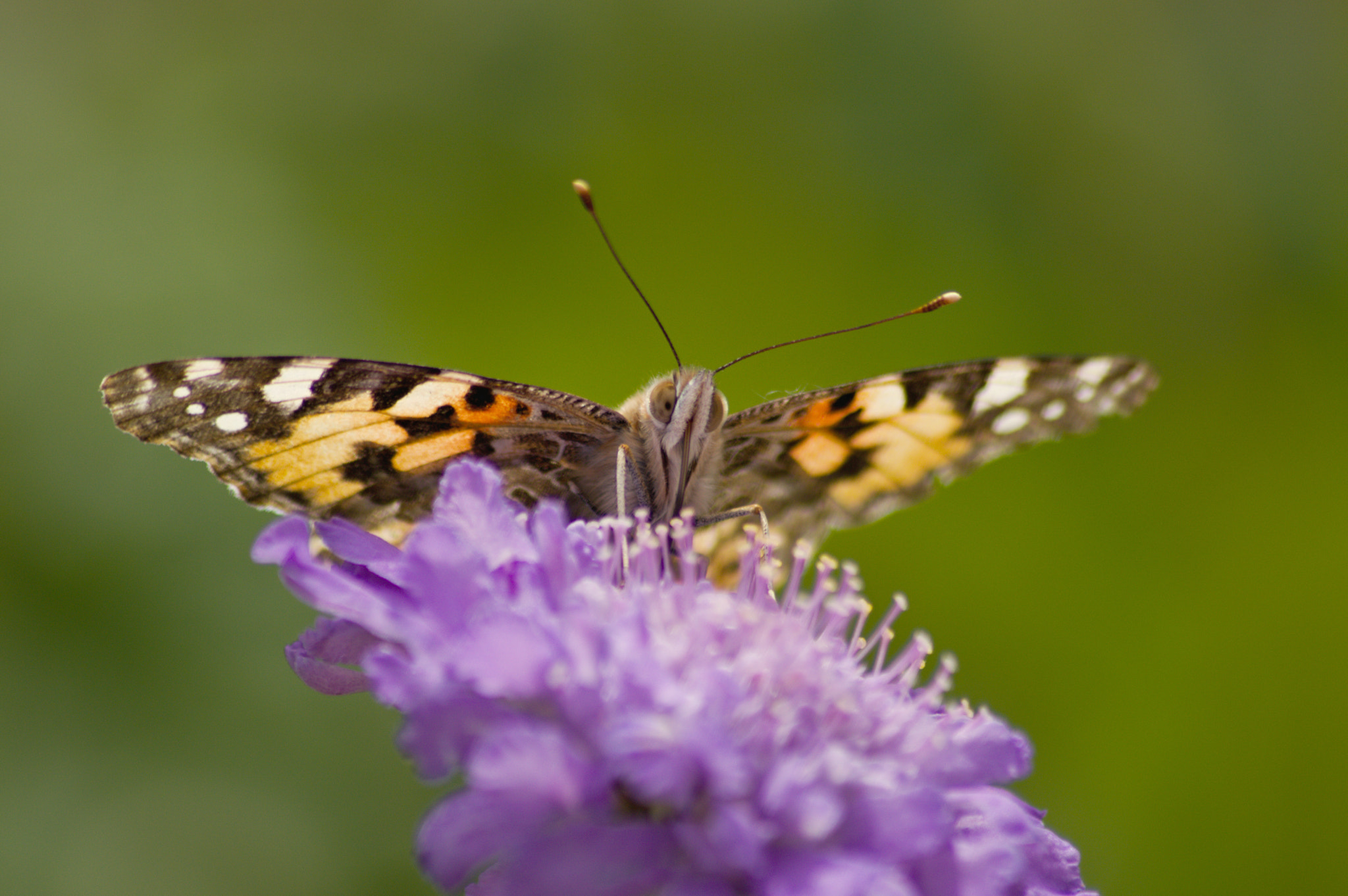 Nikon D3200 + 70.00 - 300.00 mm f/4.0 - 5.6 sample photo. Springtime photography