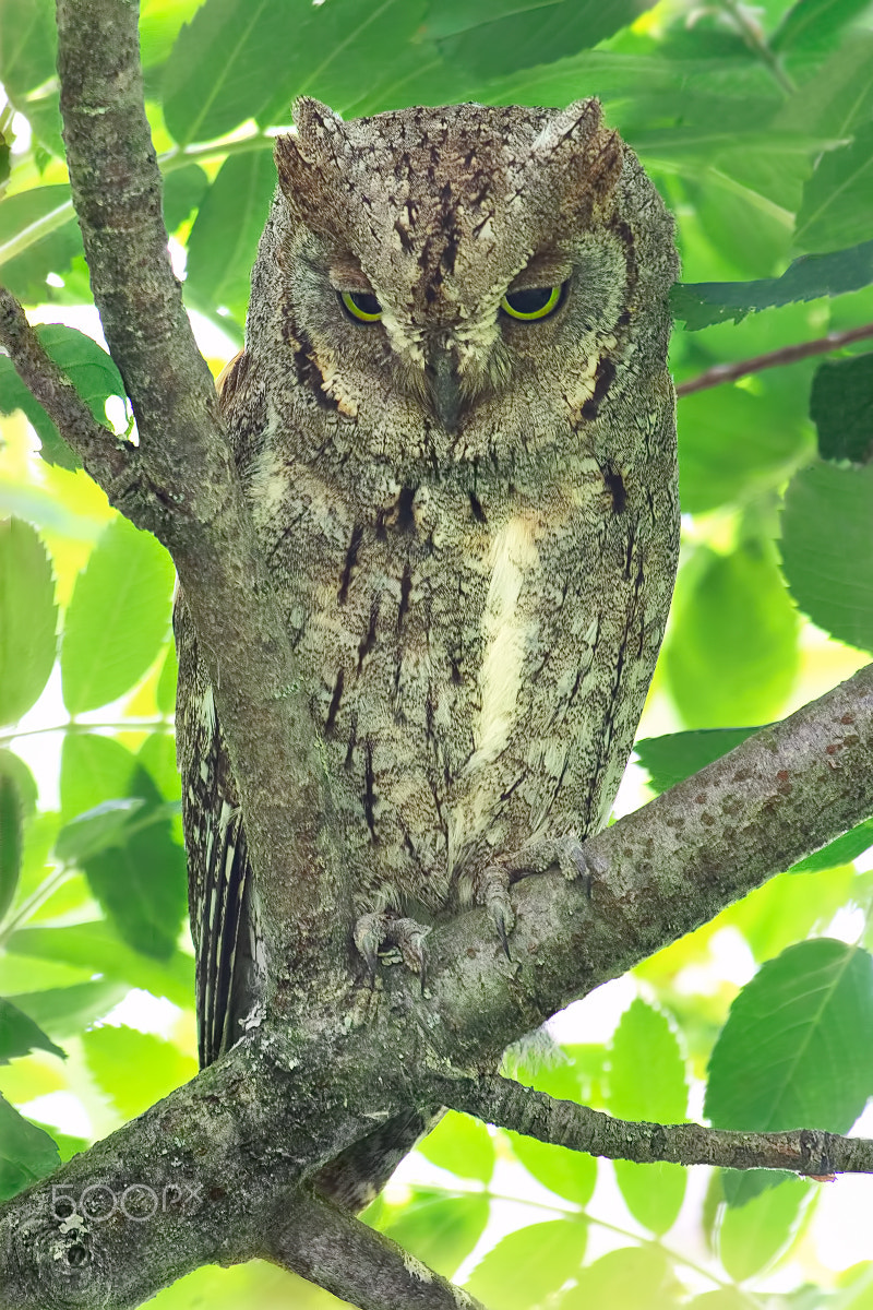 Canon EOS 7D Mark II + Canon EF 600mm F4L IS USM sample photo. Scops owl photography