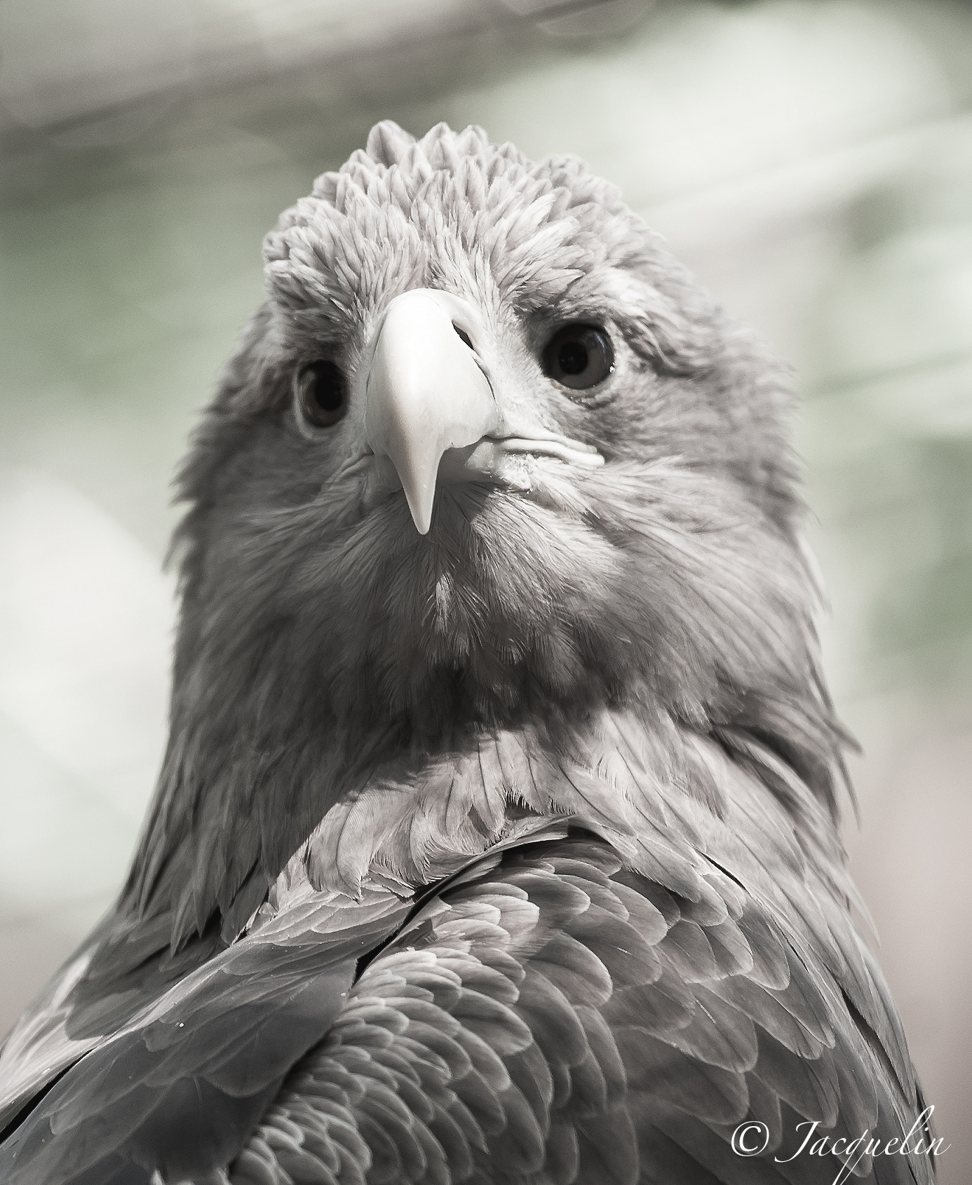 AF Zoom-Nikkor 80-200mm f/2.8 ED sample photo. Unbowed !!! photography