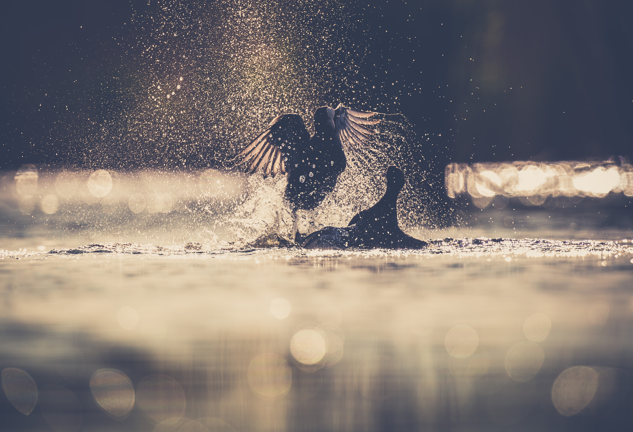 Canon EF 300mm F2.8L IS USM sample photo. Fighting coots photography