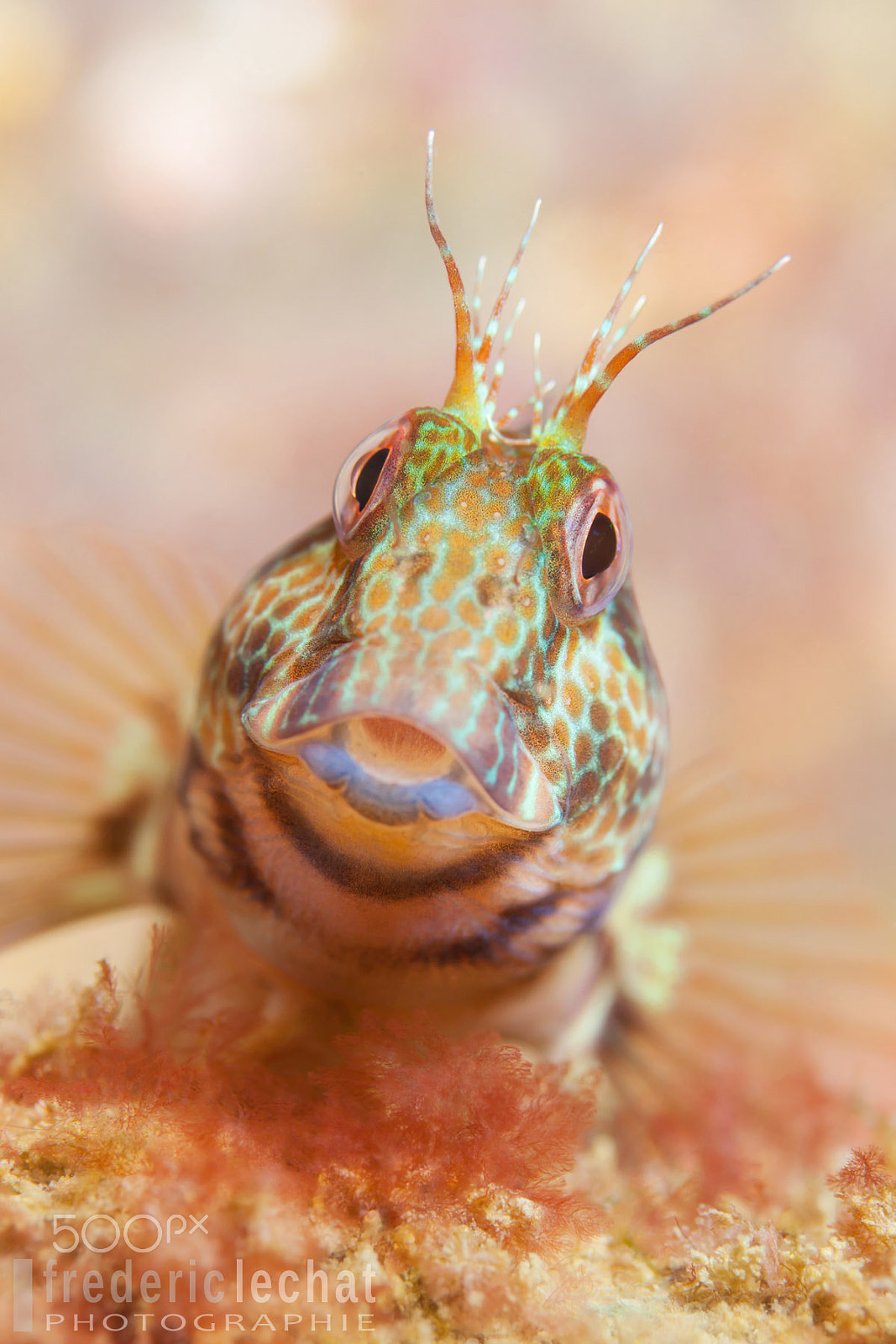 Canon EF-S 60mm F2.8 Macro USM sample photo. Blennie pilicorne photography