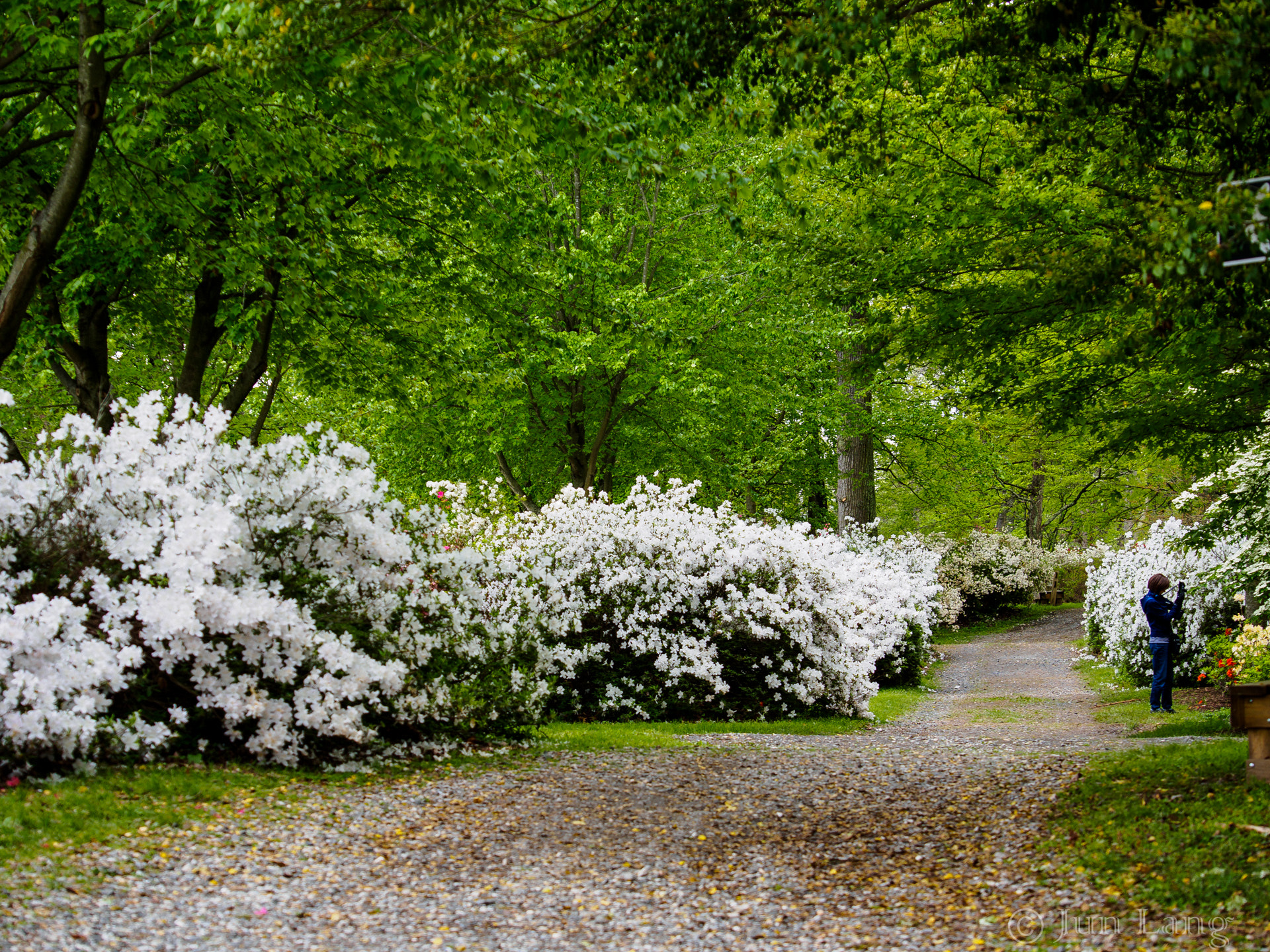 Panasonic Lumix G X Vario 35-100mm F2.8 OIS sample photo. Azalea garden photography
