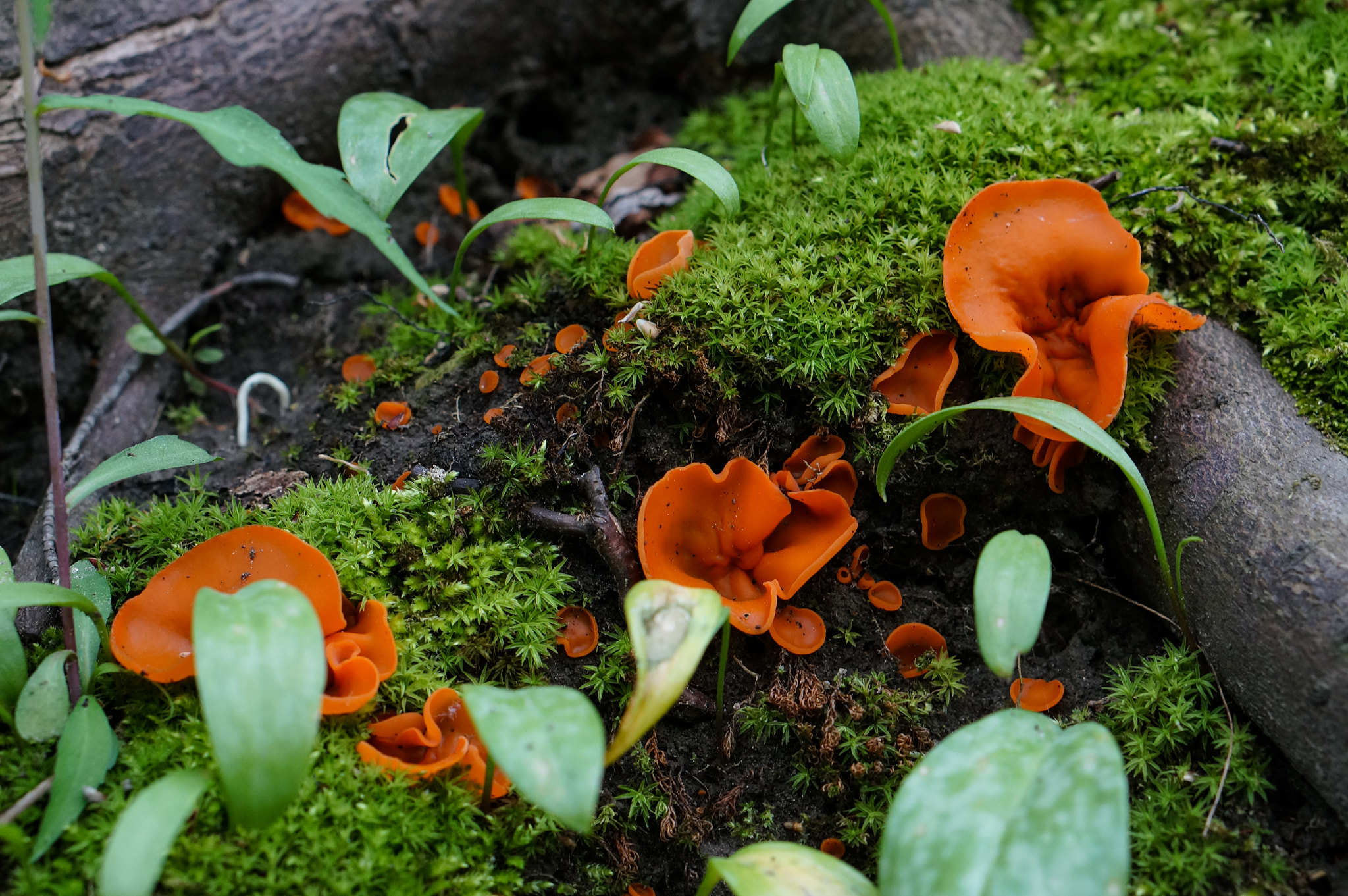 Sony Alpha NEX-5R + E 50mm F1.8 OSS sample photo. Another world in spring photography