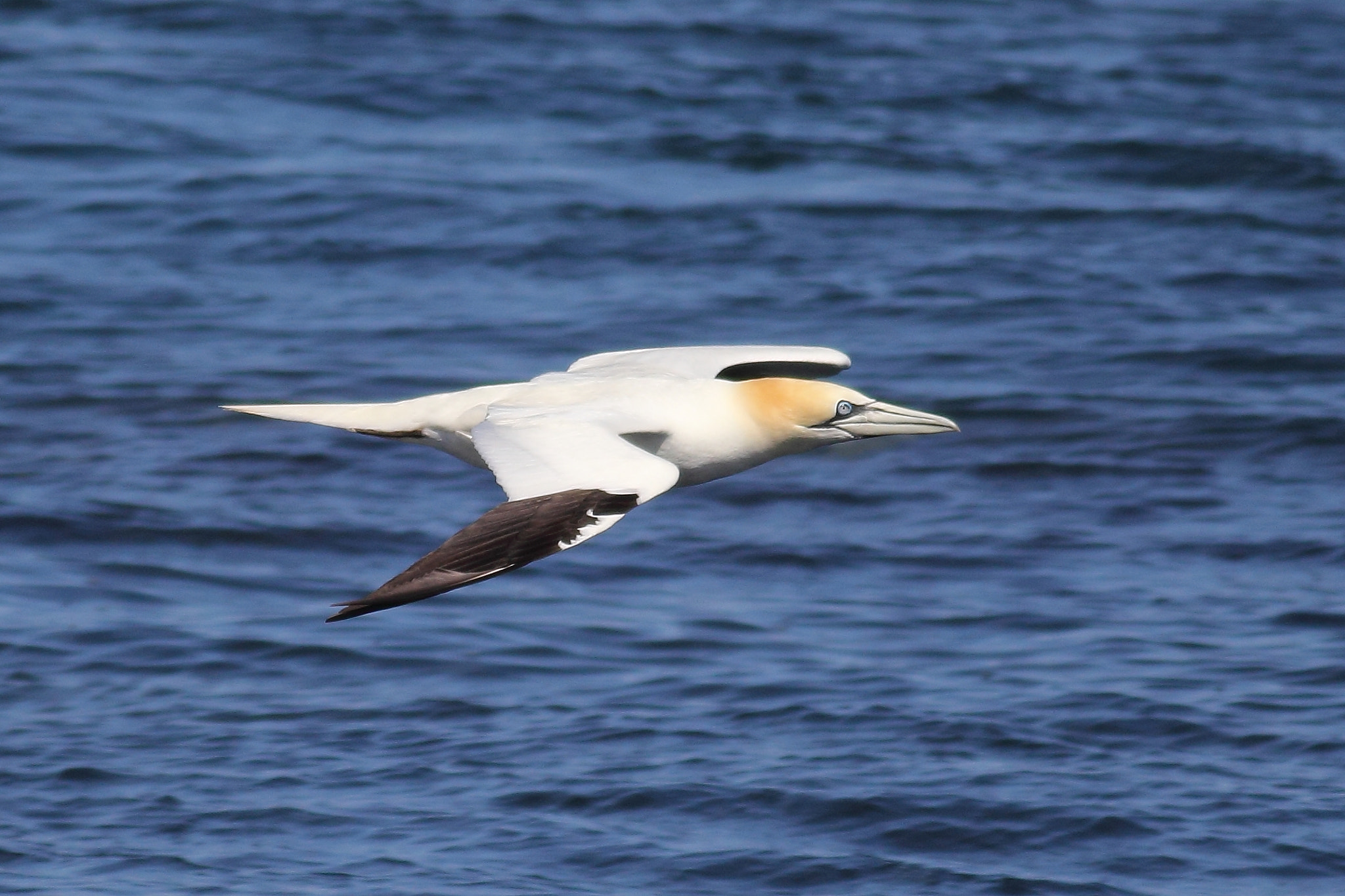 Canon EOS 60D + Canon EF 400mm F5.6L USM sample photo. Northern gannet photography