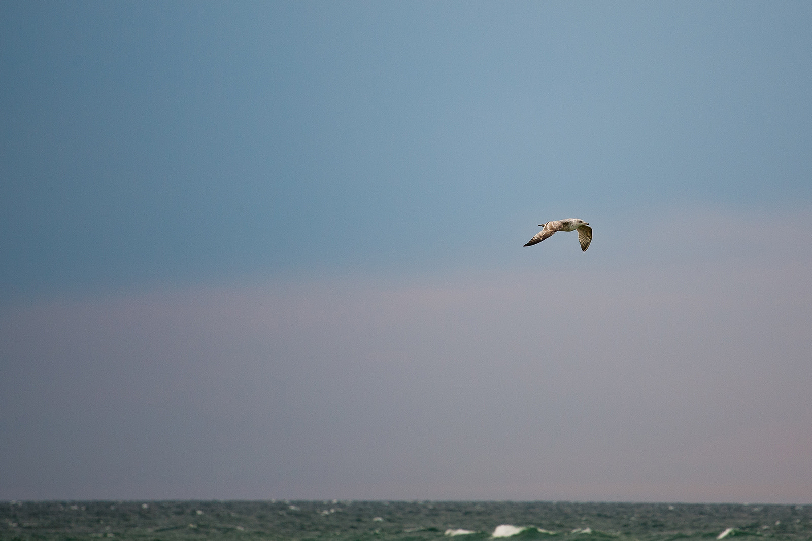 Canon EOS-1D Mark II N sample photo. Seagul photography