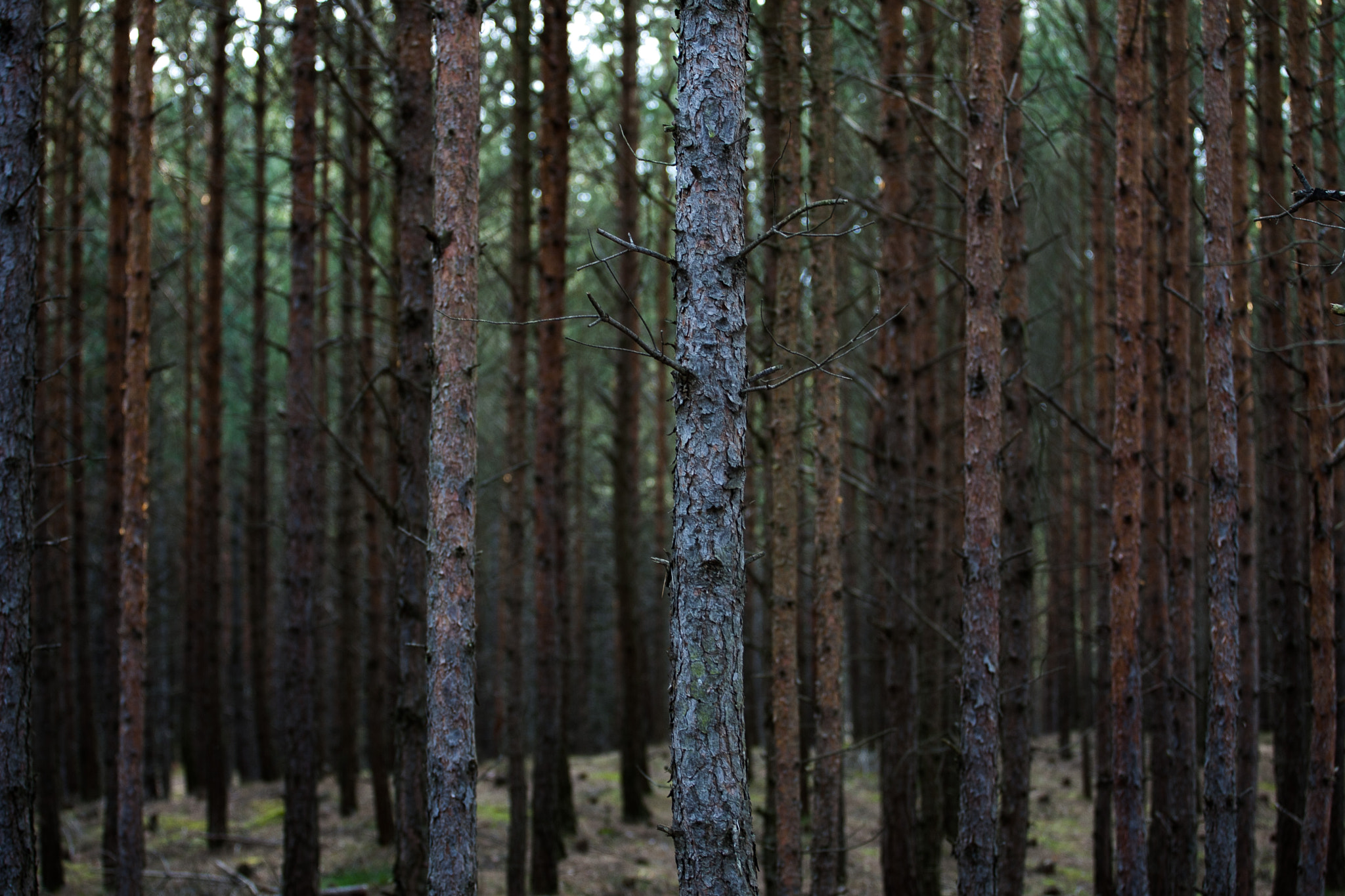 Canon EOS-1D Mark II N sample photo. Forrest photography