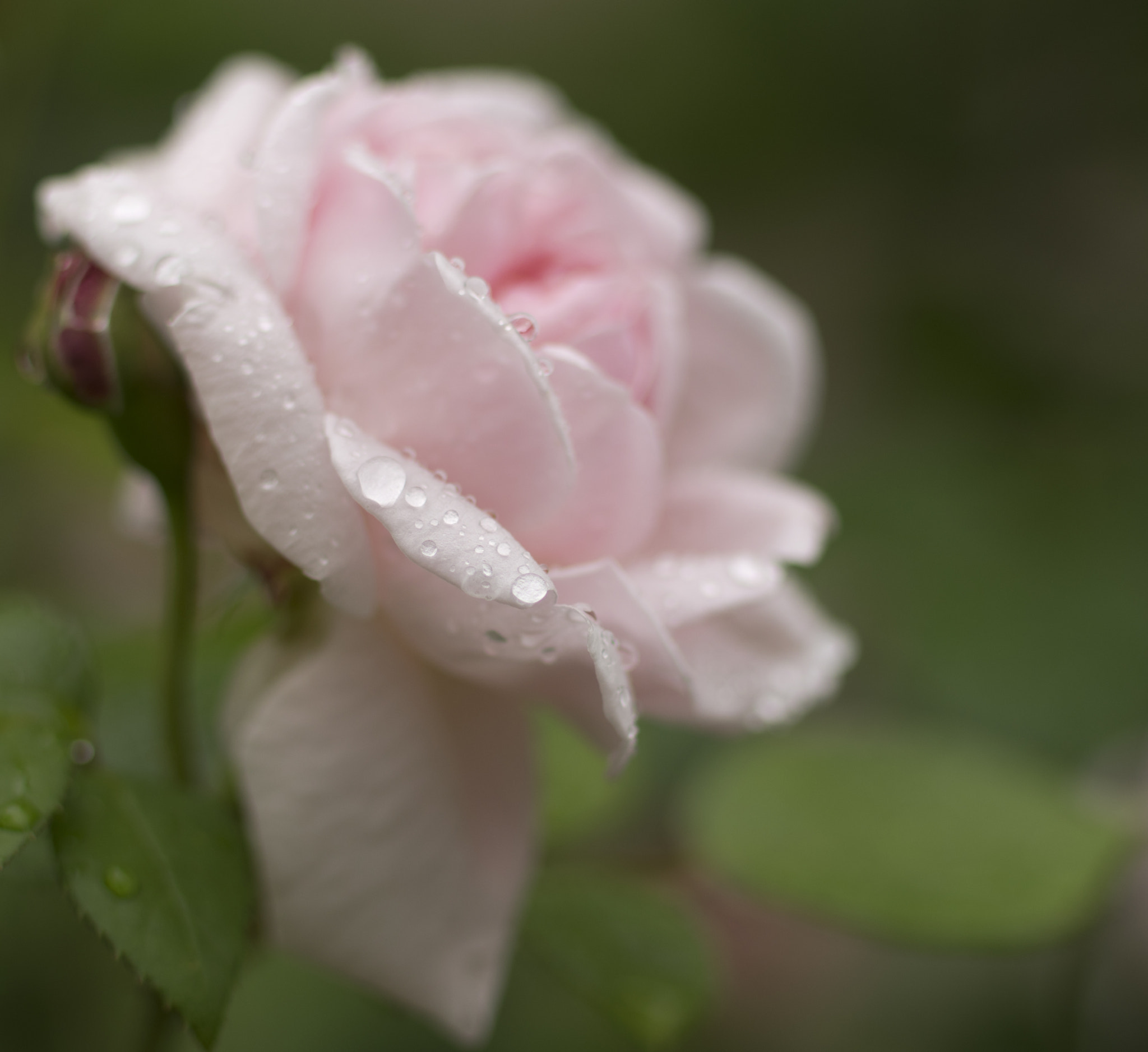 Pentax smc DA* 55mm F1.4 SDM sample photo. The ghost photography
