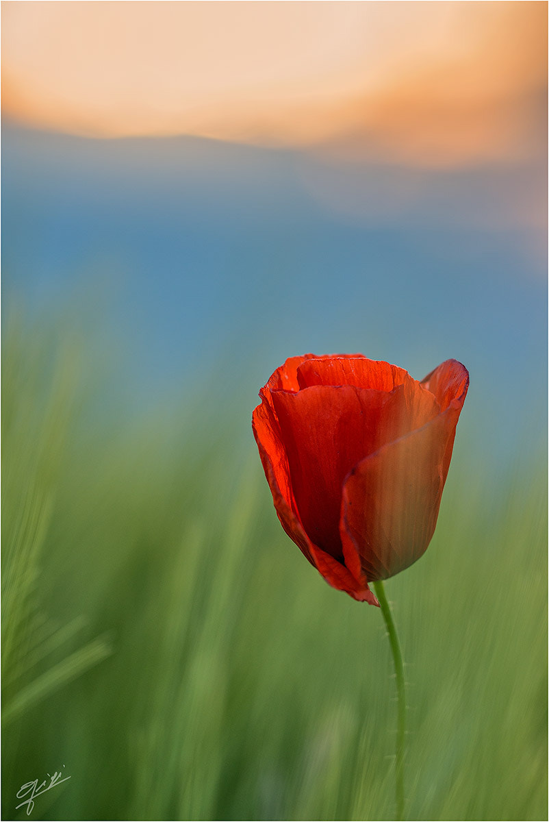 Sigma 150mm F2.8 EX DG OS Macro HSM sample photo. Poppy photography