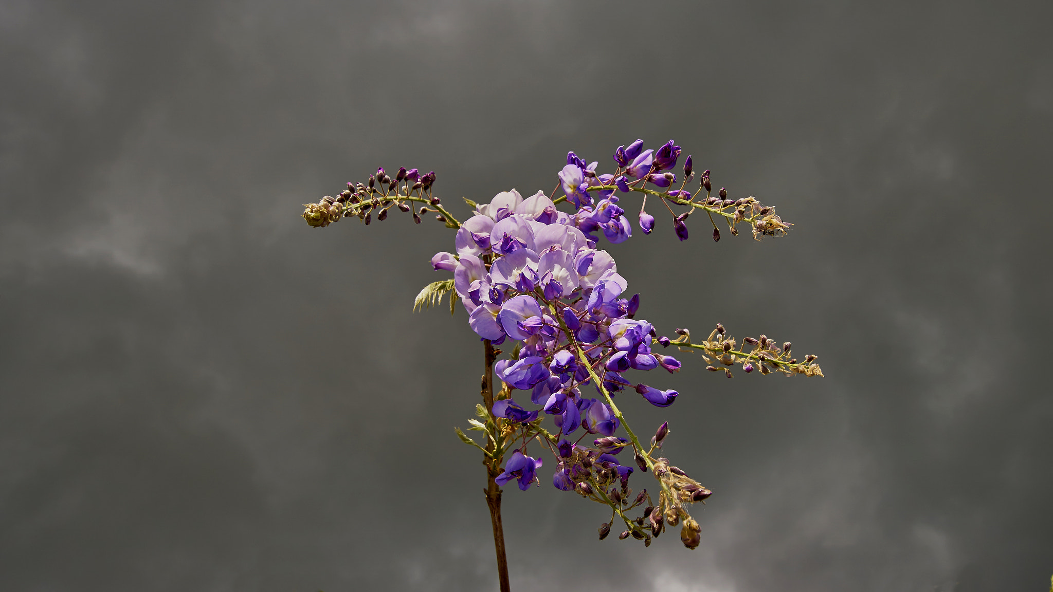 Sony ILCA-77M2 + 10-20mm F3.5 sample photo. Beauty and the beast photography
