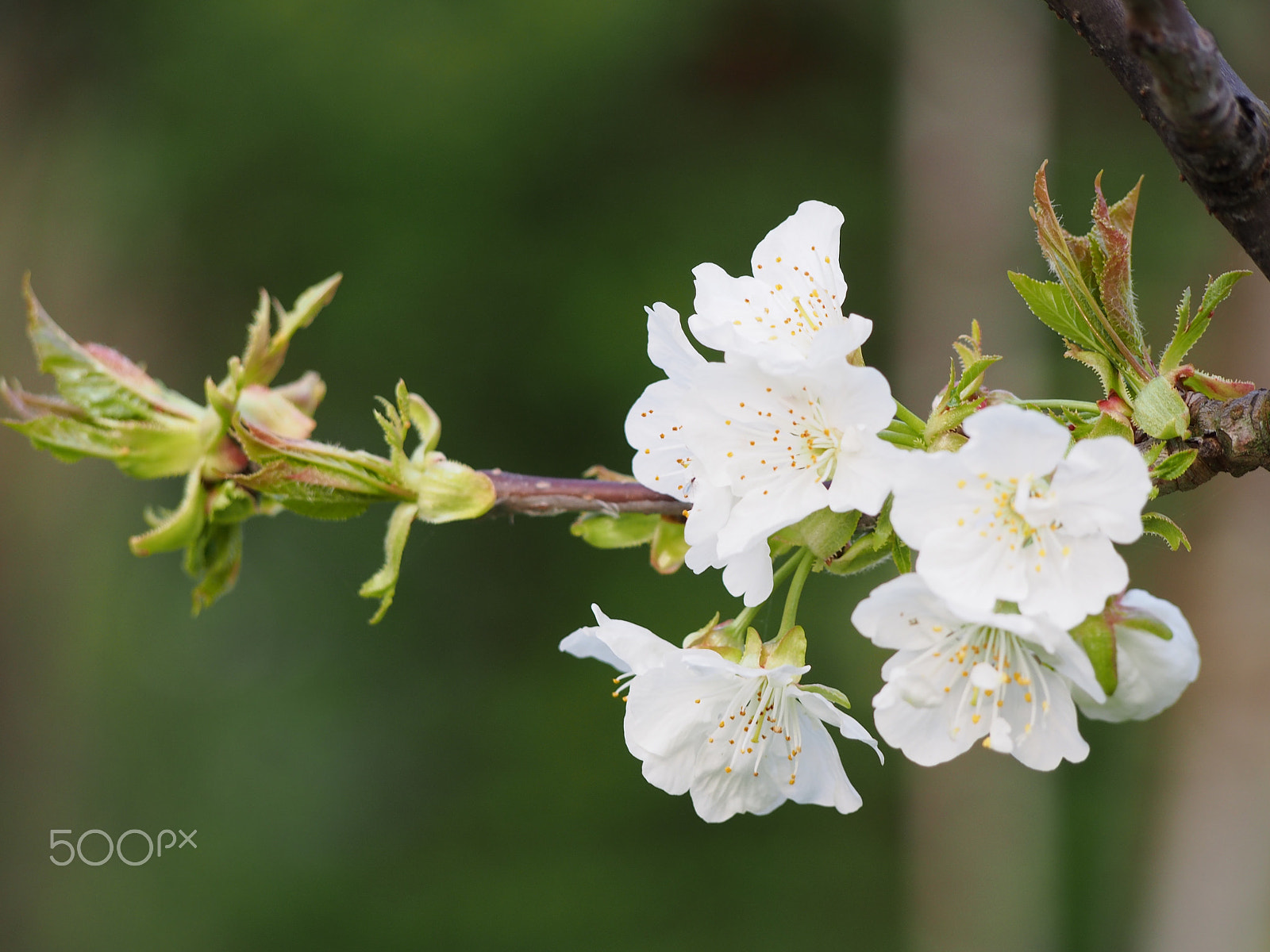 Olympus PEN E-PL5 sample photo. Apple flowers in a spring day photography