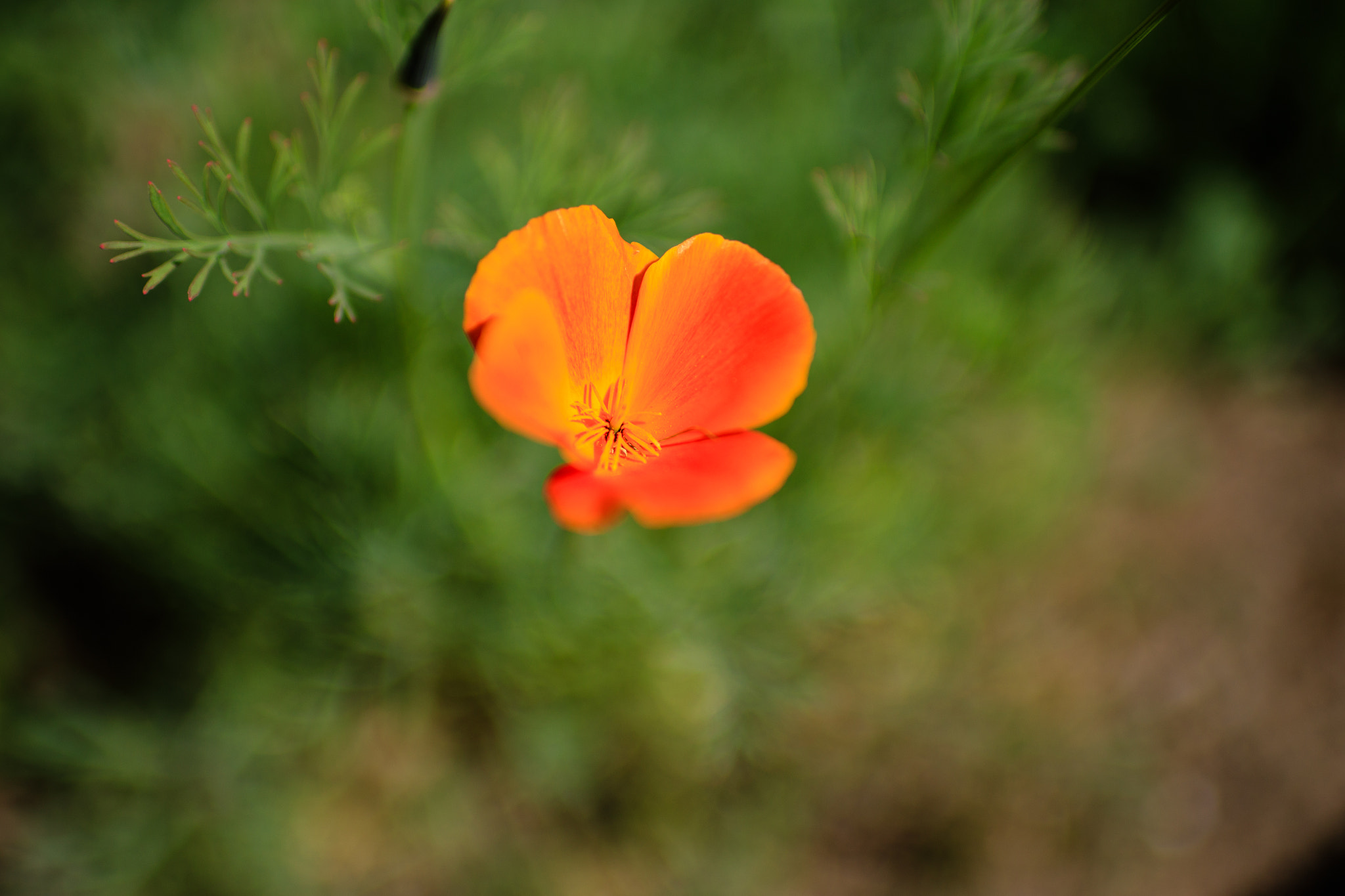 Canon EOS-1D X Mark II sample photo. Pop of color photography