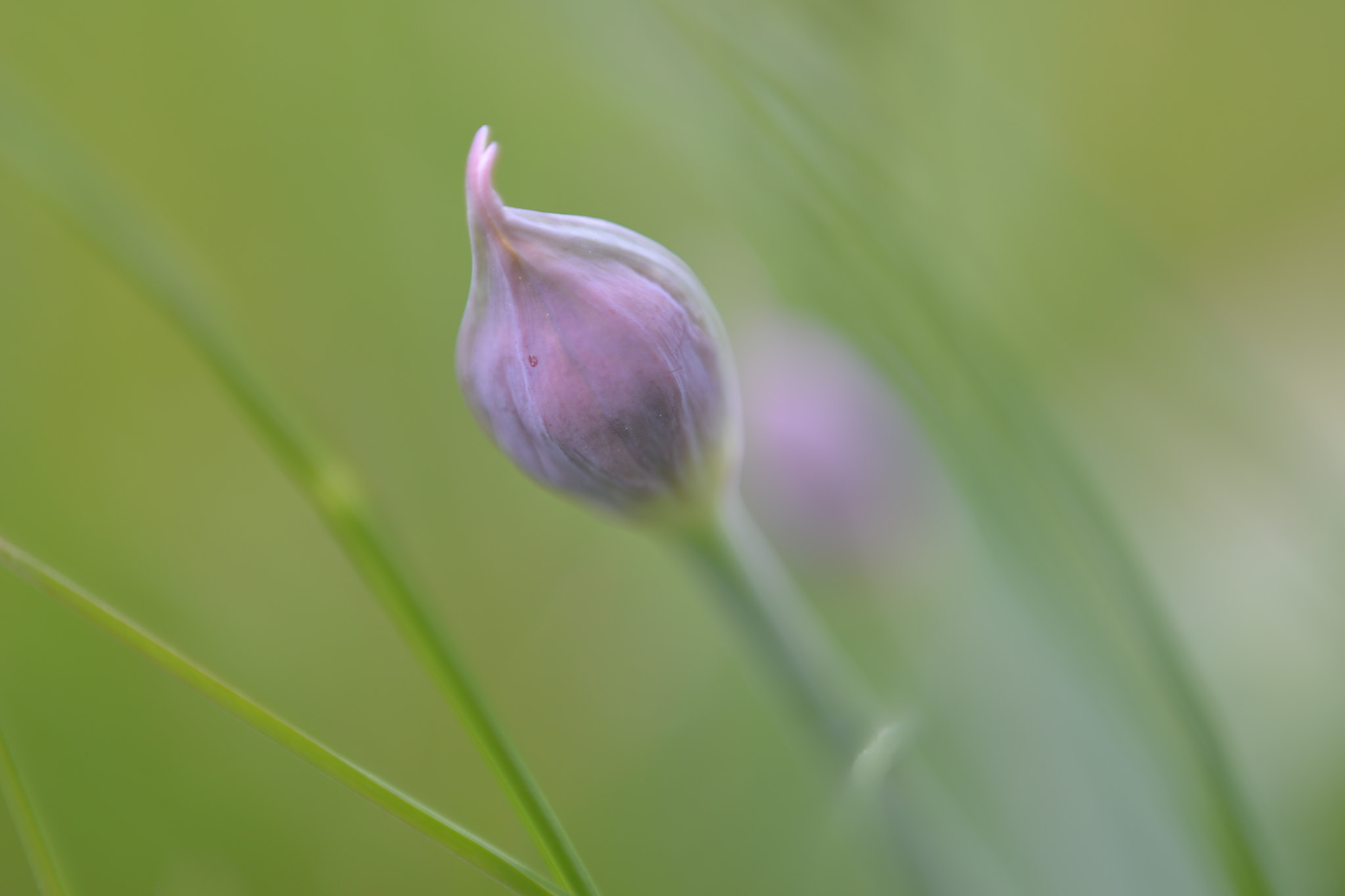 Nikon D610 + Manual Lens No CPU sample photo. Tulip photography