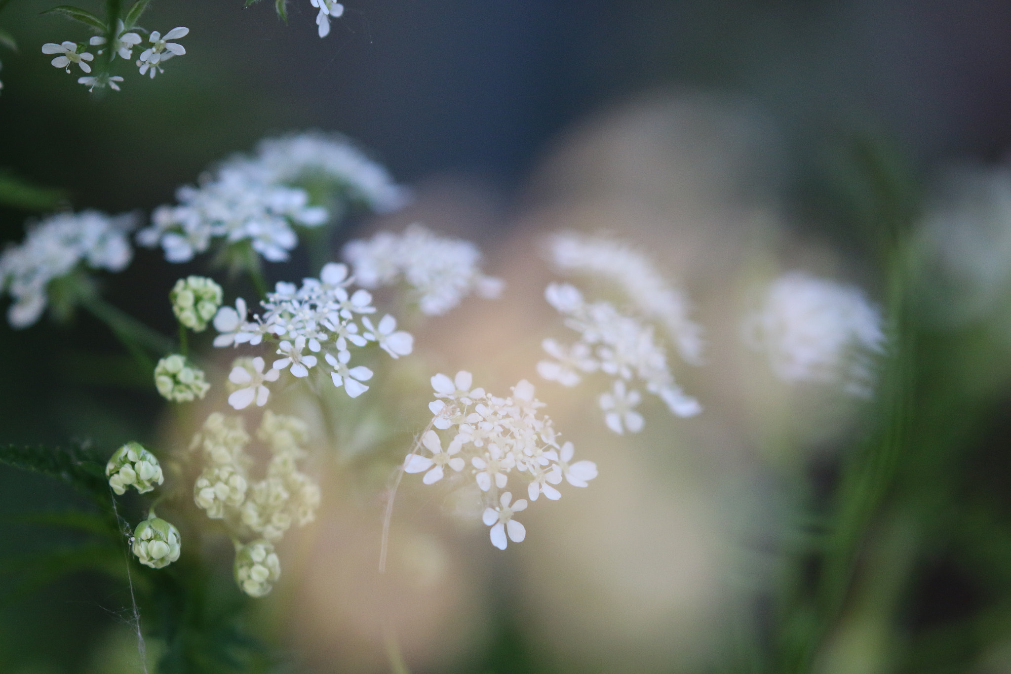 Canon EOS 70D + Canon EF 100-400mm F4.5-5.6L IS II USM sample photo. Cow parsley photography