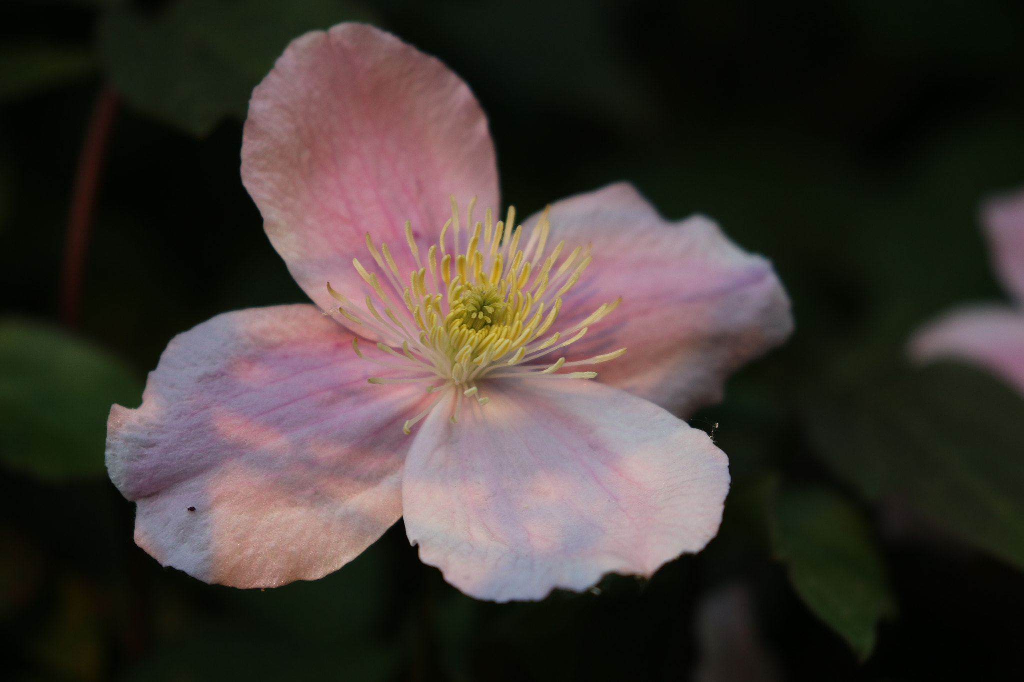 Canon EOS 70D + Canon EF 100-400mm F4.5-5.6L IS II USM sample photo. Golden hour in garden photography