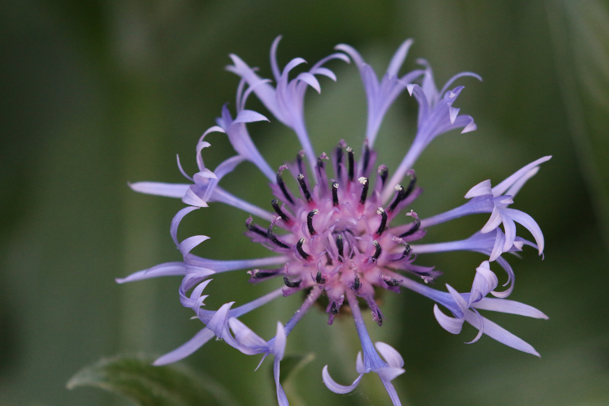 Canon EOS 70D + Canon EF 100-400mm F4.5-5.6L IS II USM sample photo. Purple beauty photography