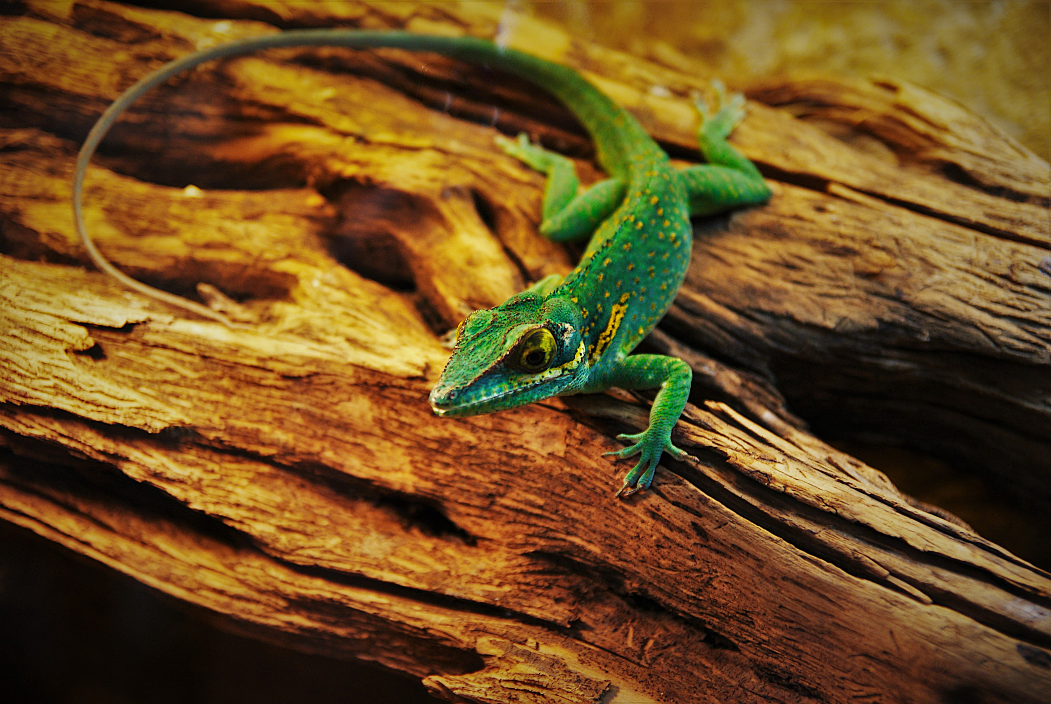 Sony Alpha DSLR-A300 sample photo. Gecko photography