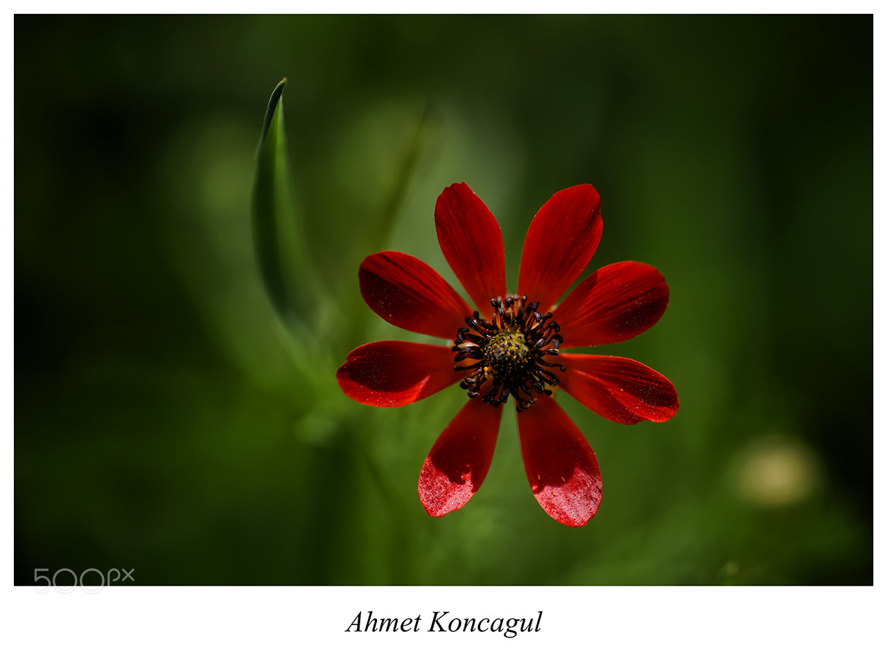 180mm F2.8 sample photo. Red beauty photography