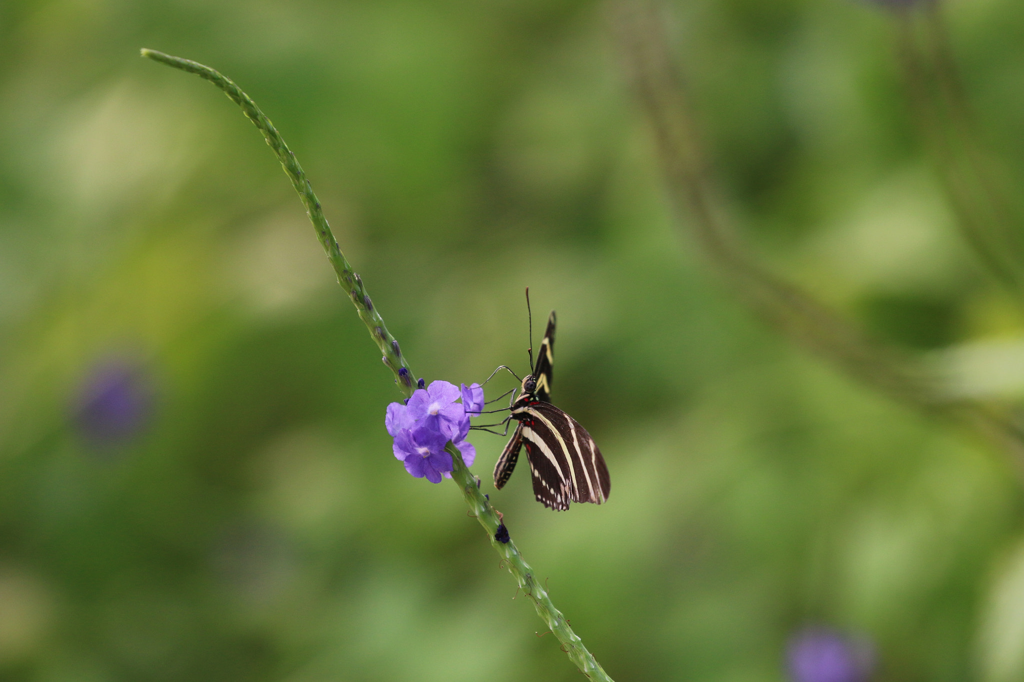 Canon EOS 70D + Canon EF 100-400mm F4.5-5.6L IS II USM sample photo. Butterfly in zoo photography