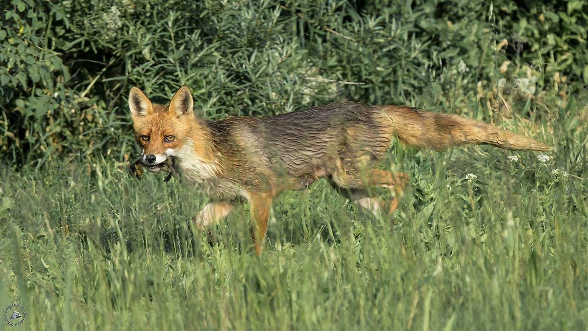 Canon EF 300mm F2.8L IS II USM sample photo. Volpe con preda vallesina copia photography