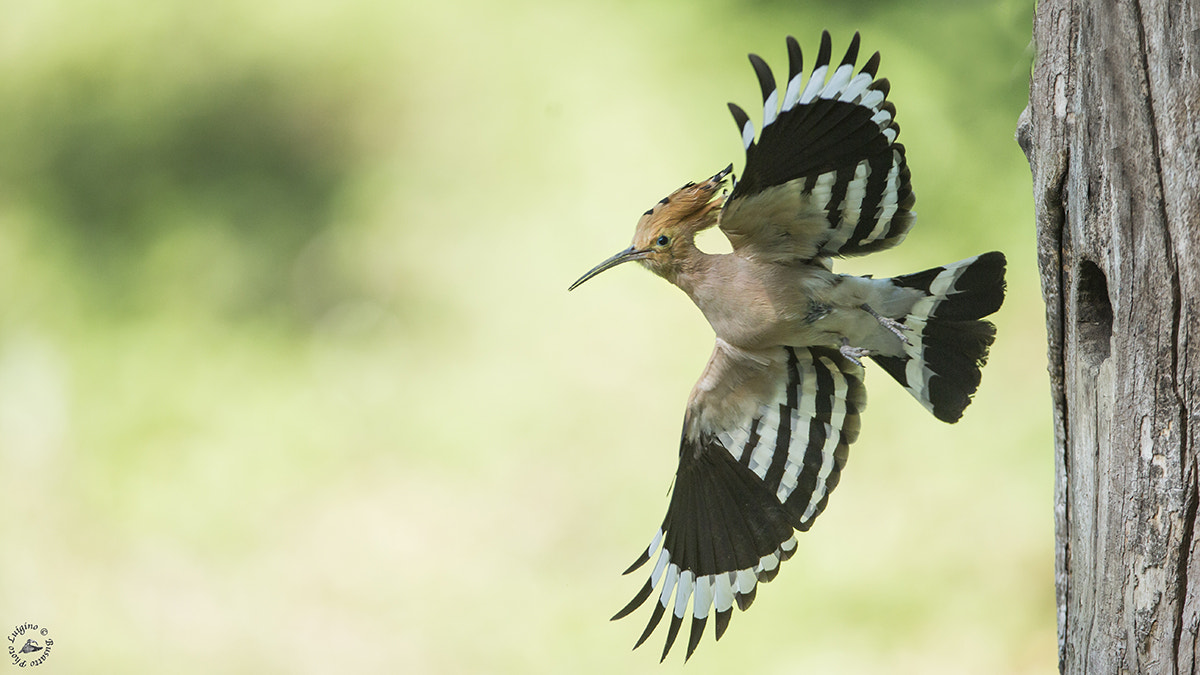 Canon EOS-1D X + Canon EF 600mm f/4L IS sample photo. Upupa lucia copia photography