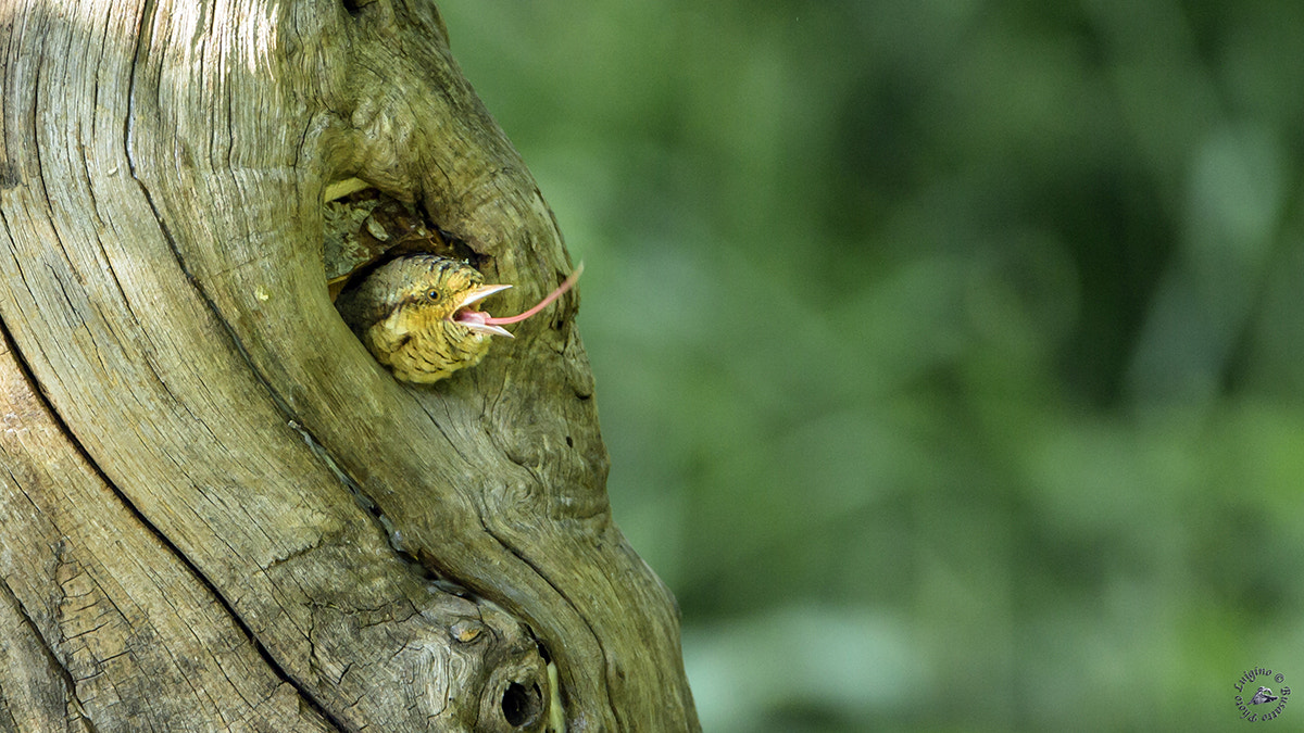 Canon EOS-1D X + Canon EF 600mm F4L IS USM sample photo. Torcicollo copia photography