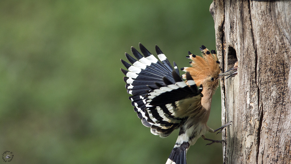 Canon EOS-1D X + Canon EF 600mm f/4L IS sample photo. Upupa lucia copia photography