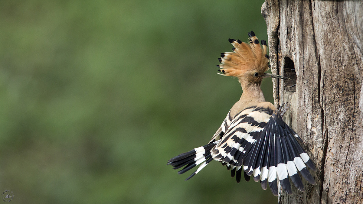 Canon EOS-1D X + Canon EF 600mm f/4L IS sample photo. Upupa lucia copia photography