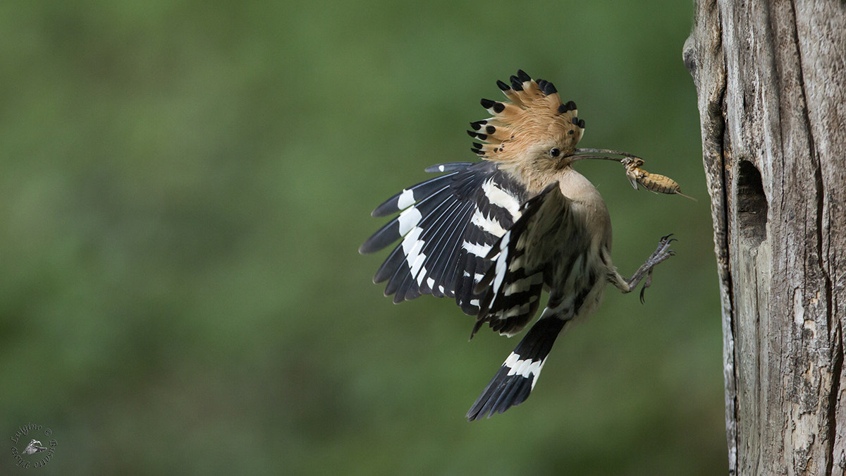 Canon EOS-1D X + Canon EF 600mm f/4L IS sample photo. Recuperatoupupa copia photography