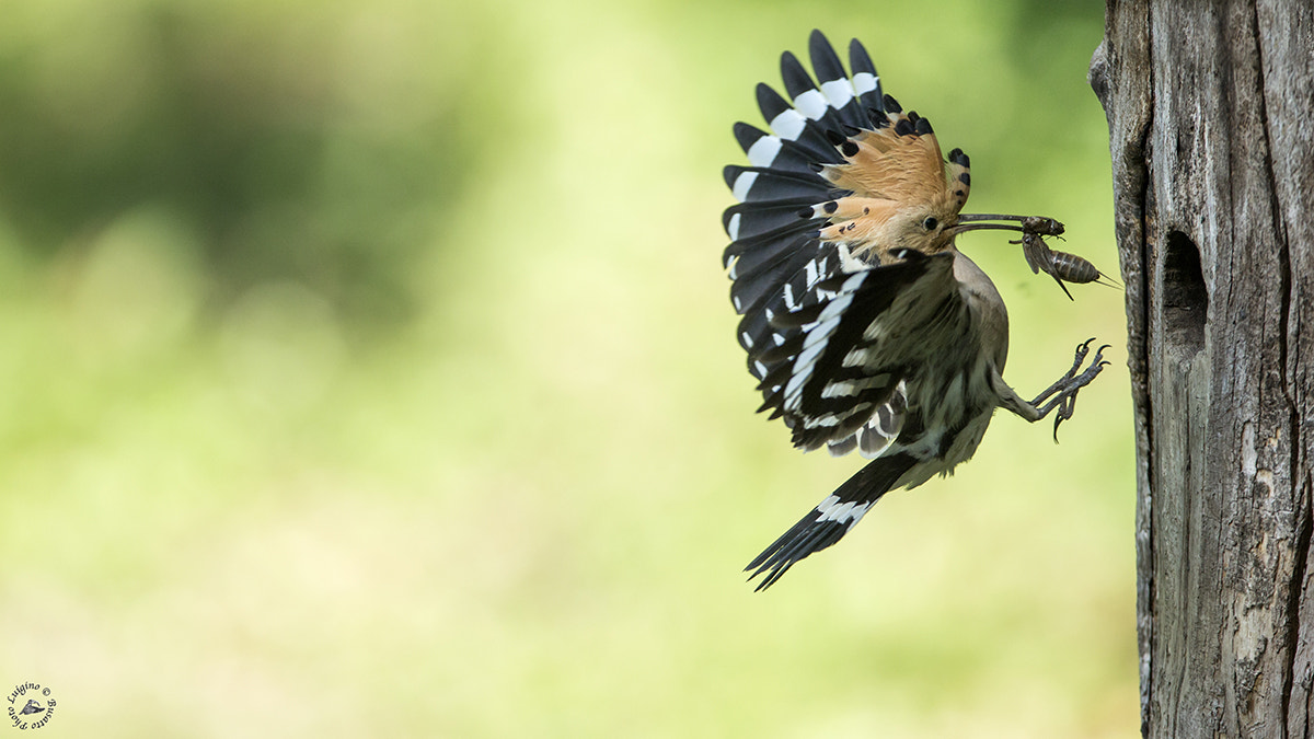 Canon EOS-1D X + Canon EF 600mm f/4L IS sample photo. Upupa lucia copia photography