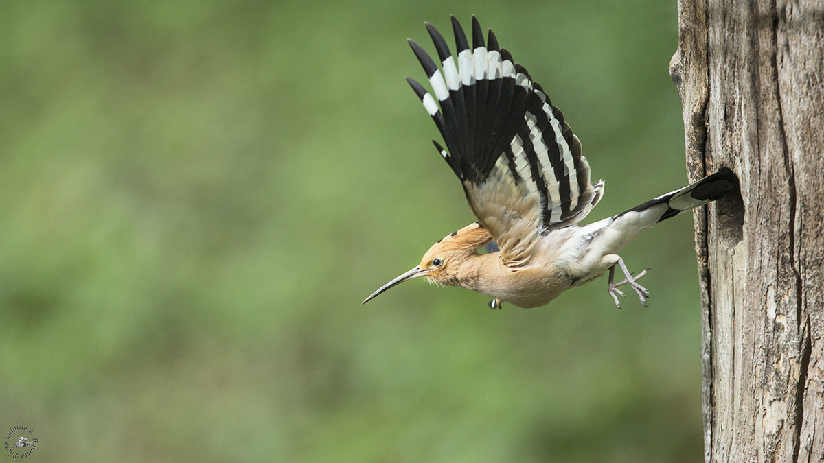 Canon EOS-1D X + Canon EF 600mm f/4L IS sample photo. Upupa lucia copia photography