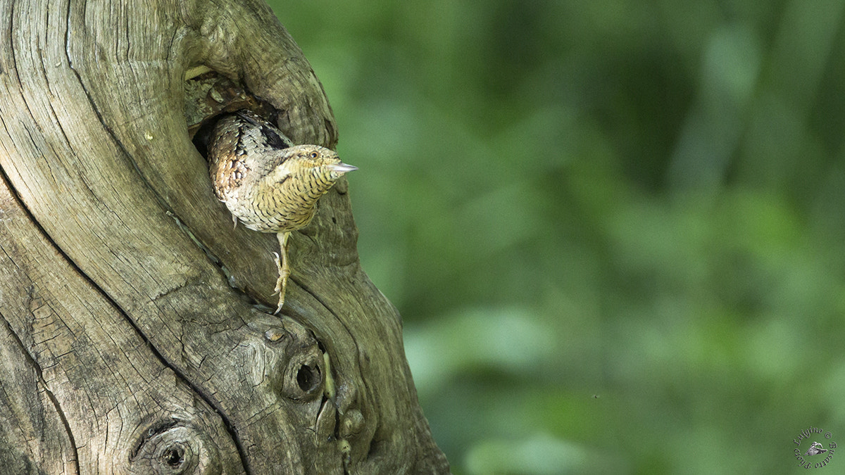 Canon EOS-1D X + Canon EF 600mm F4L IS USM sample photo. Torcicollo copia photography