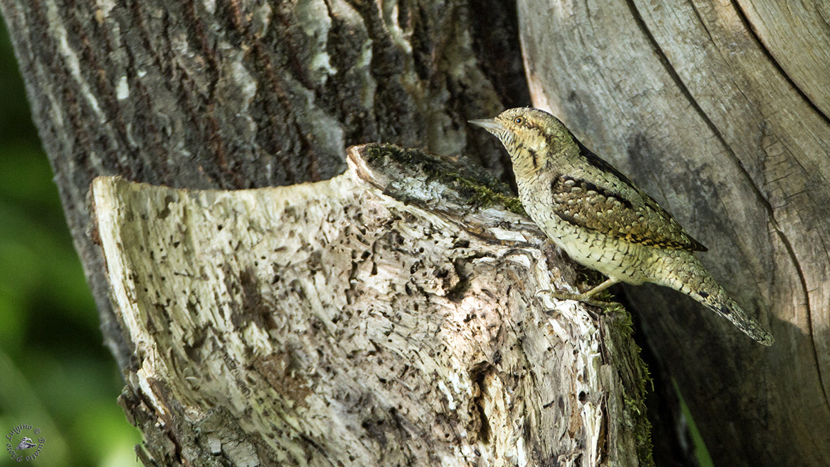 Canon EOS-1D X + Canon EF 600mm F4L IS USM sample photo. Torcicollo copia photography