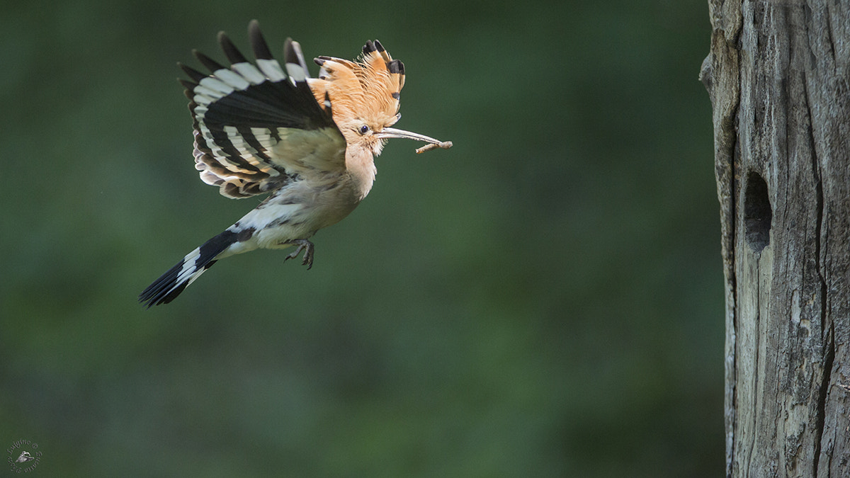 Canon EOS-1D X + Canon EF 600mm f/4L IS sample photo. Upupa lucia copia photography