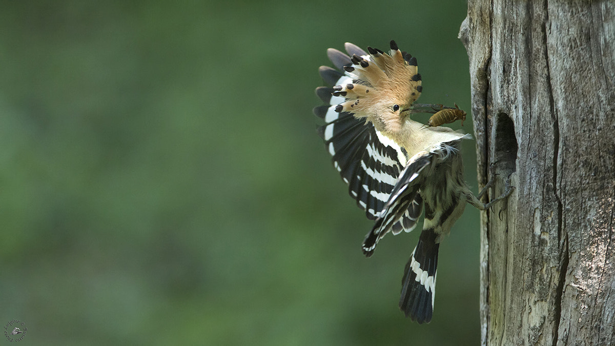 Canon EOS-1D X + Canon EF 600mm f/4L IS sample photo. Upupa lucia copia photography