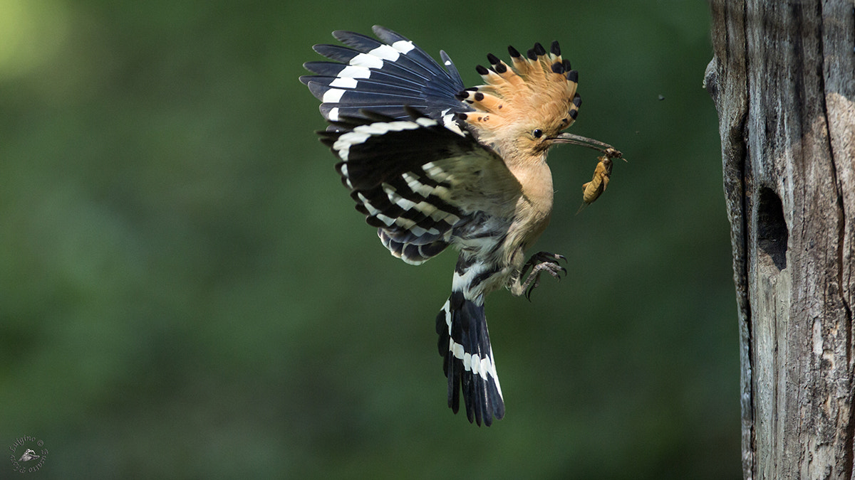 Canon EOS-1D X + Canon EF 600mm f/4L IS sample photo. Upupa lucia copia photography