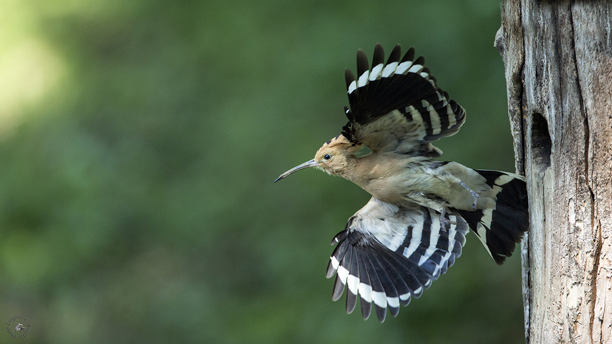 Canon EOS-1D X + Canon EF 600mm f/4L IS sample photo. Recuperatoupupa lucia copia photography